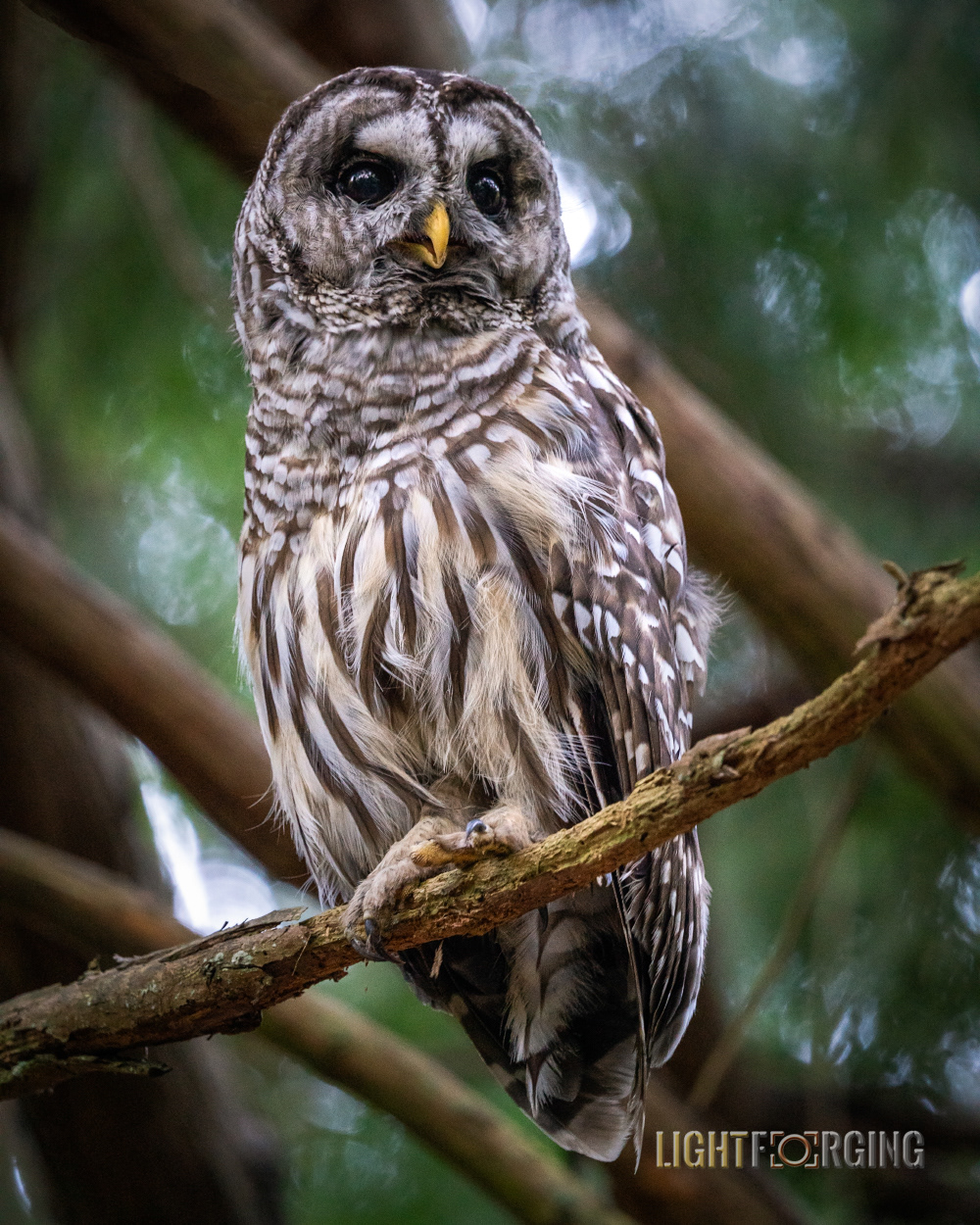 Barred Owl