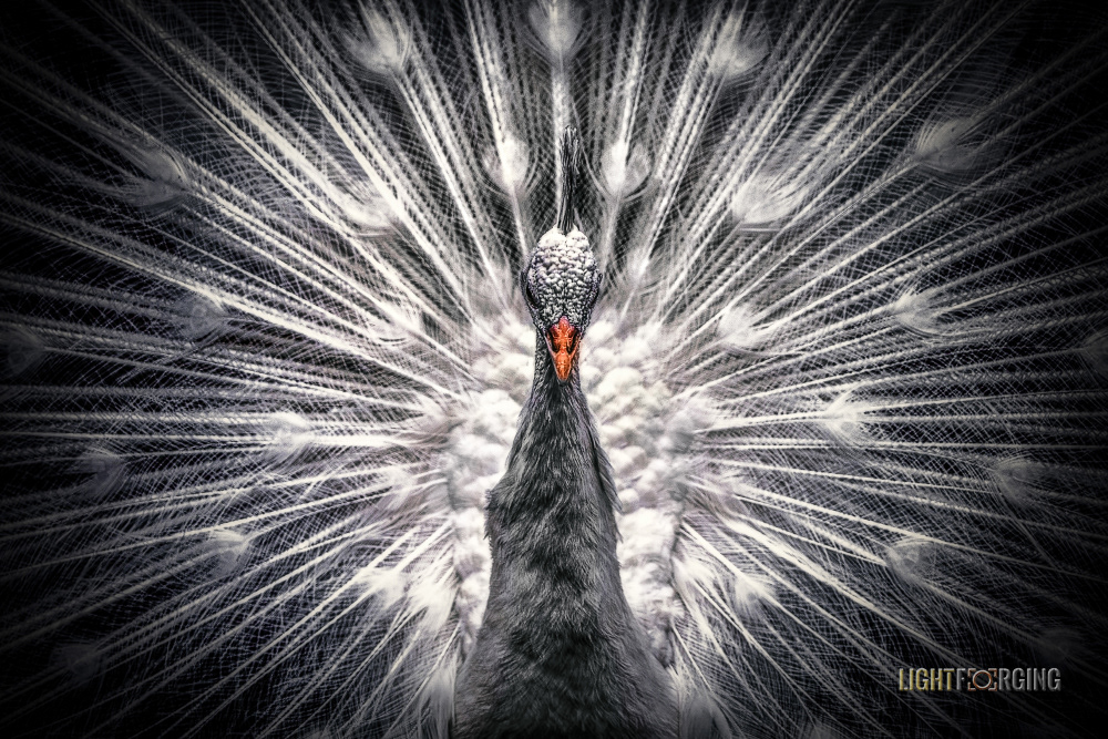 White Peafowl