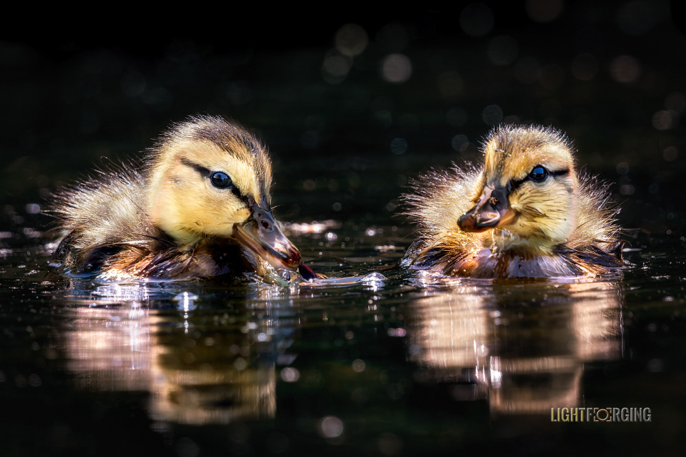 Duckling Daydream - Delta, BC