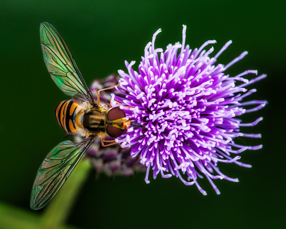 Colorful Wings Aglow