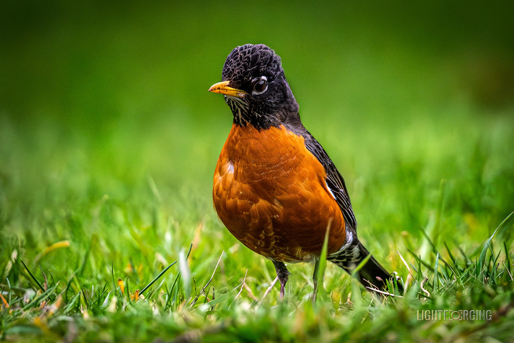Grassland Serenade - A Delicate Encounter with an American Robin