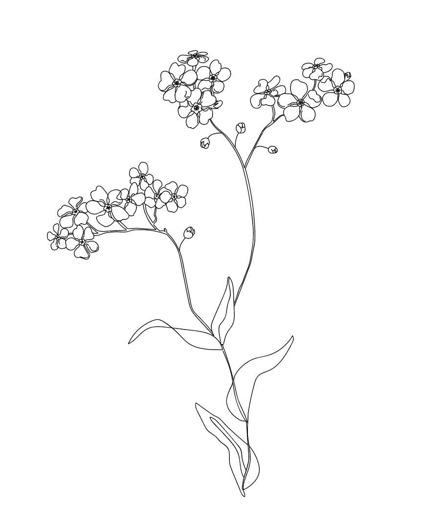 "Ranae"