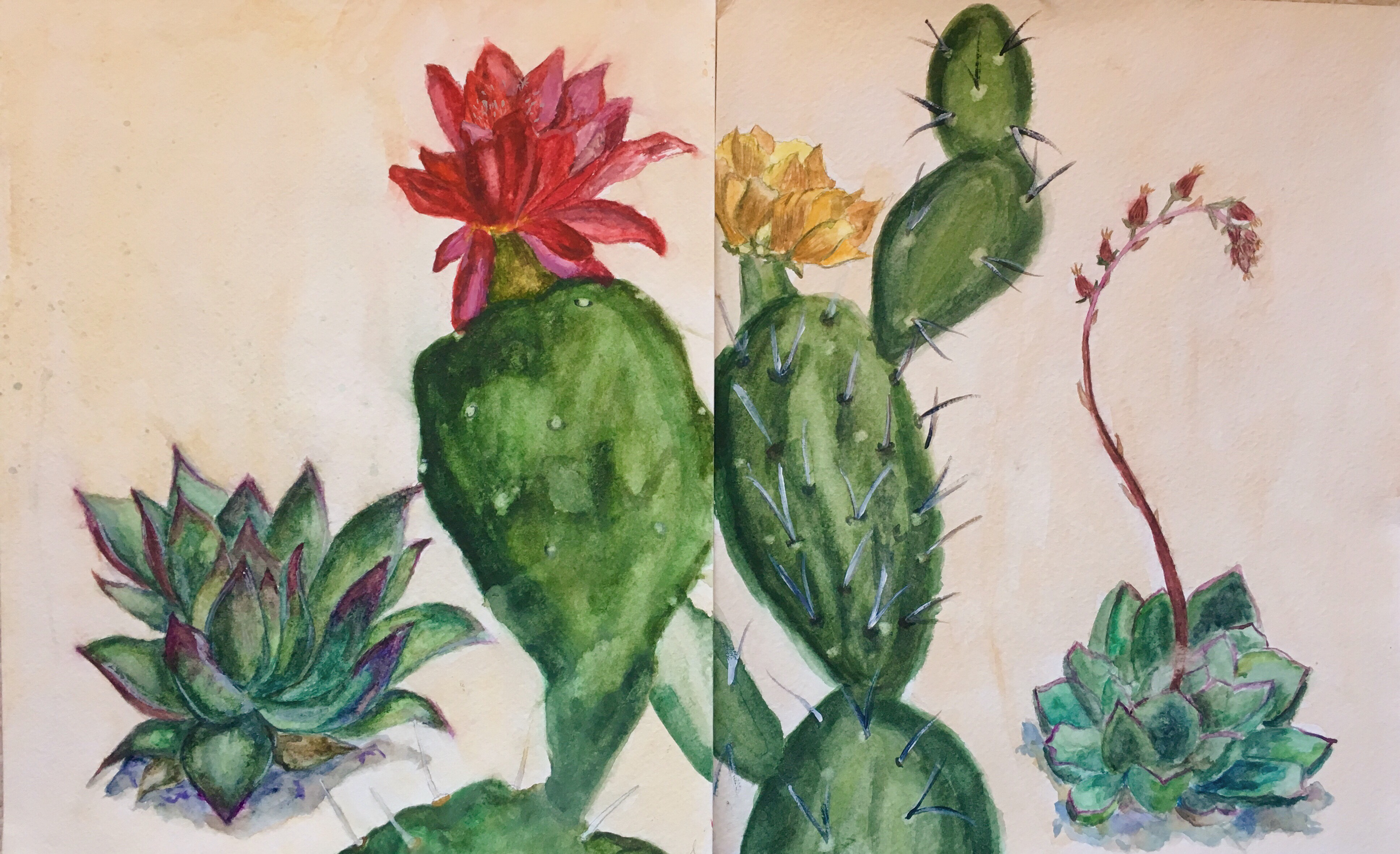 'opuntia ficus-indica',  Watercolor on Paper