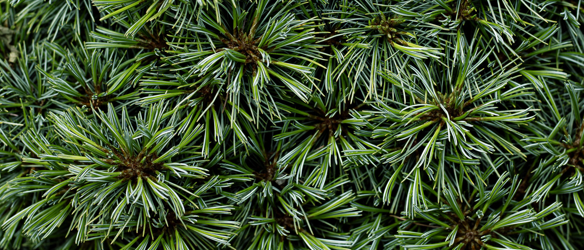 Garden Tour Erie