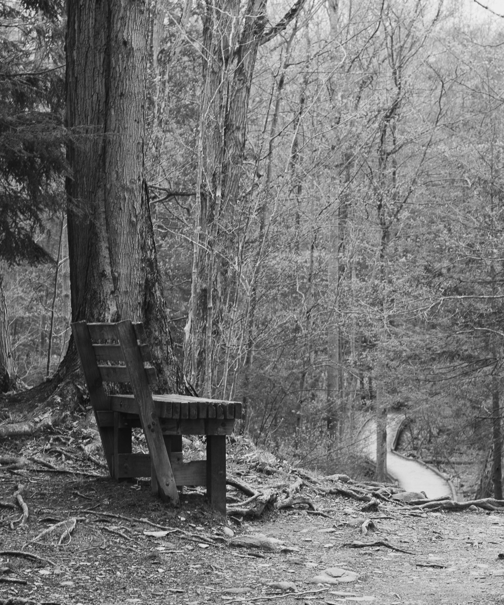 Asbury Woods