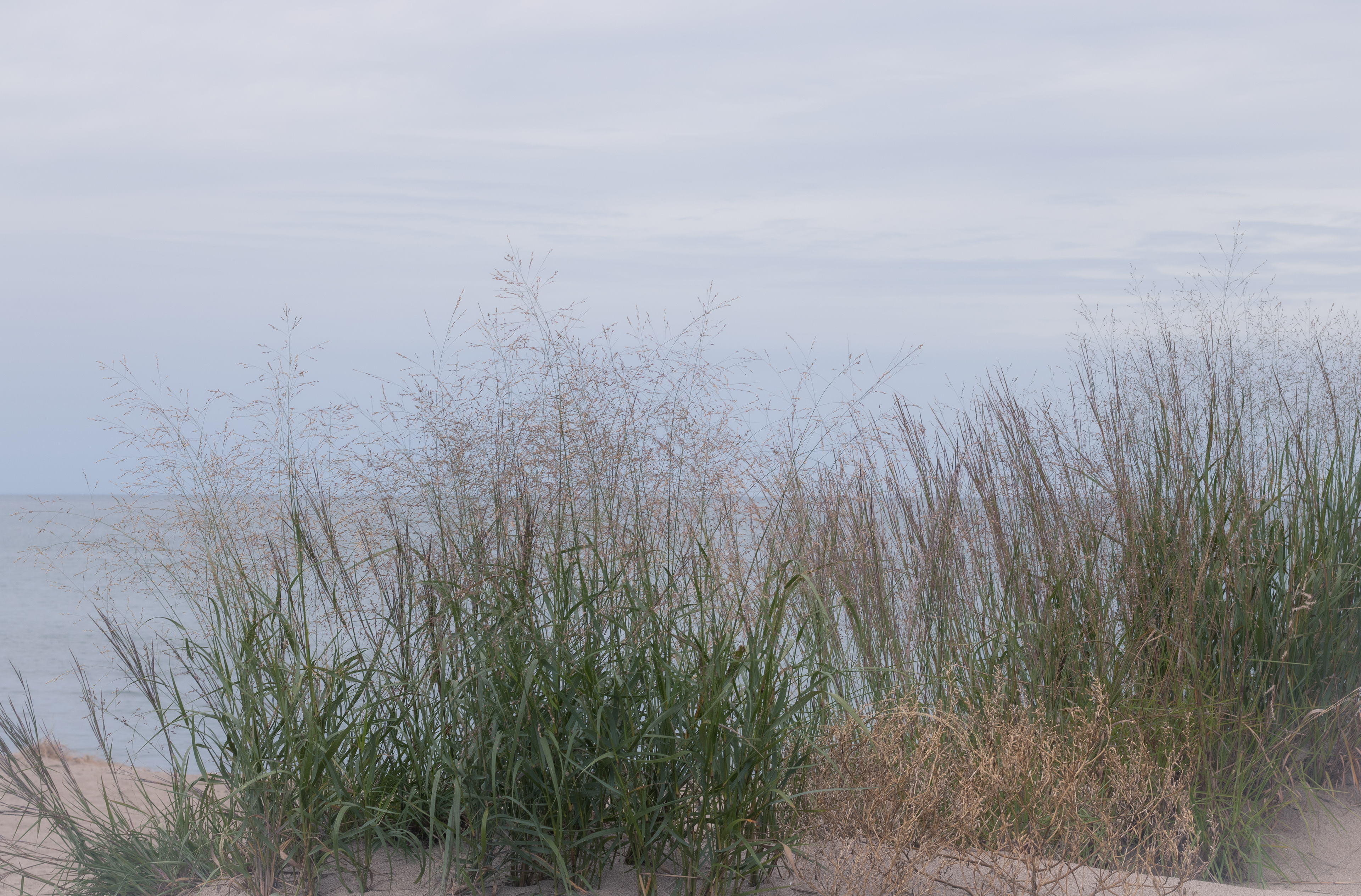 Beachgrass II Presque Isle
