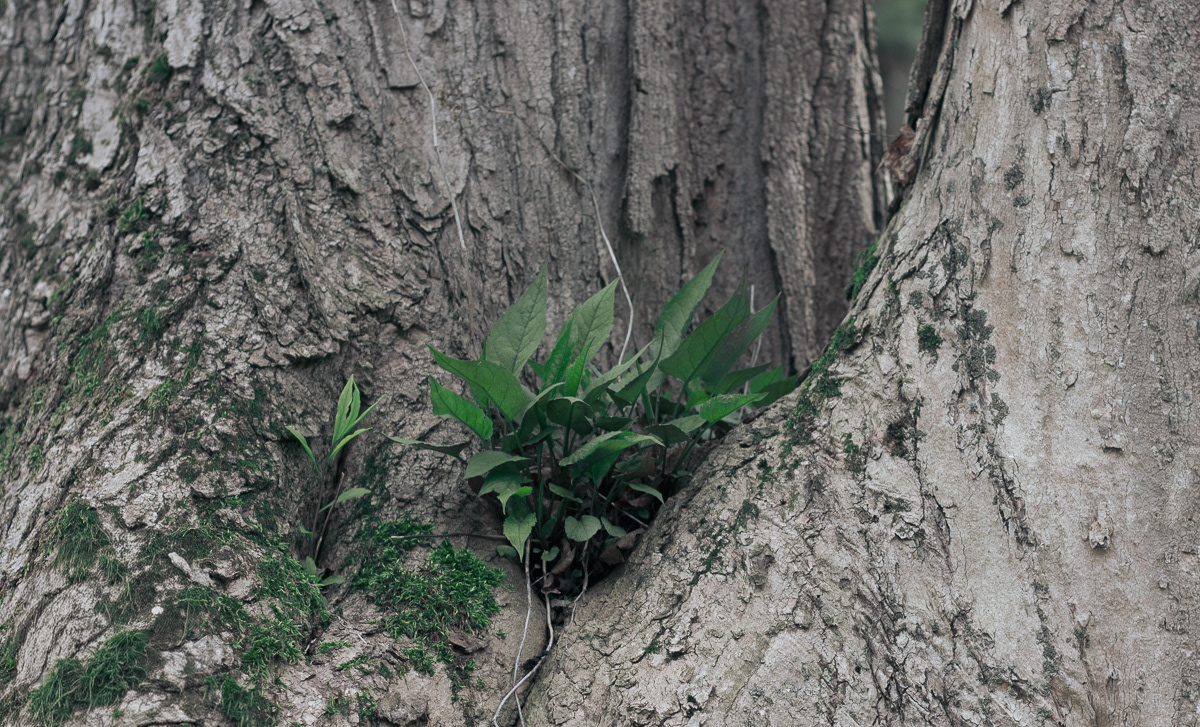 Asbury Woods