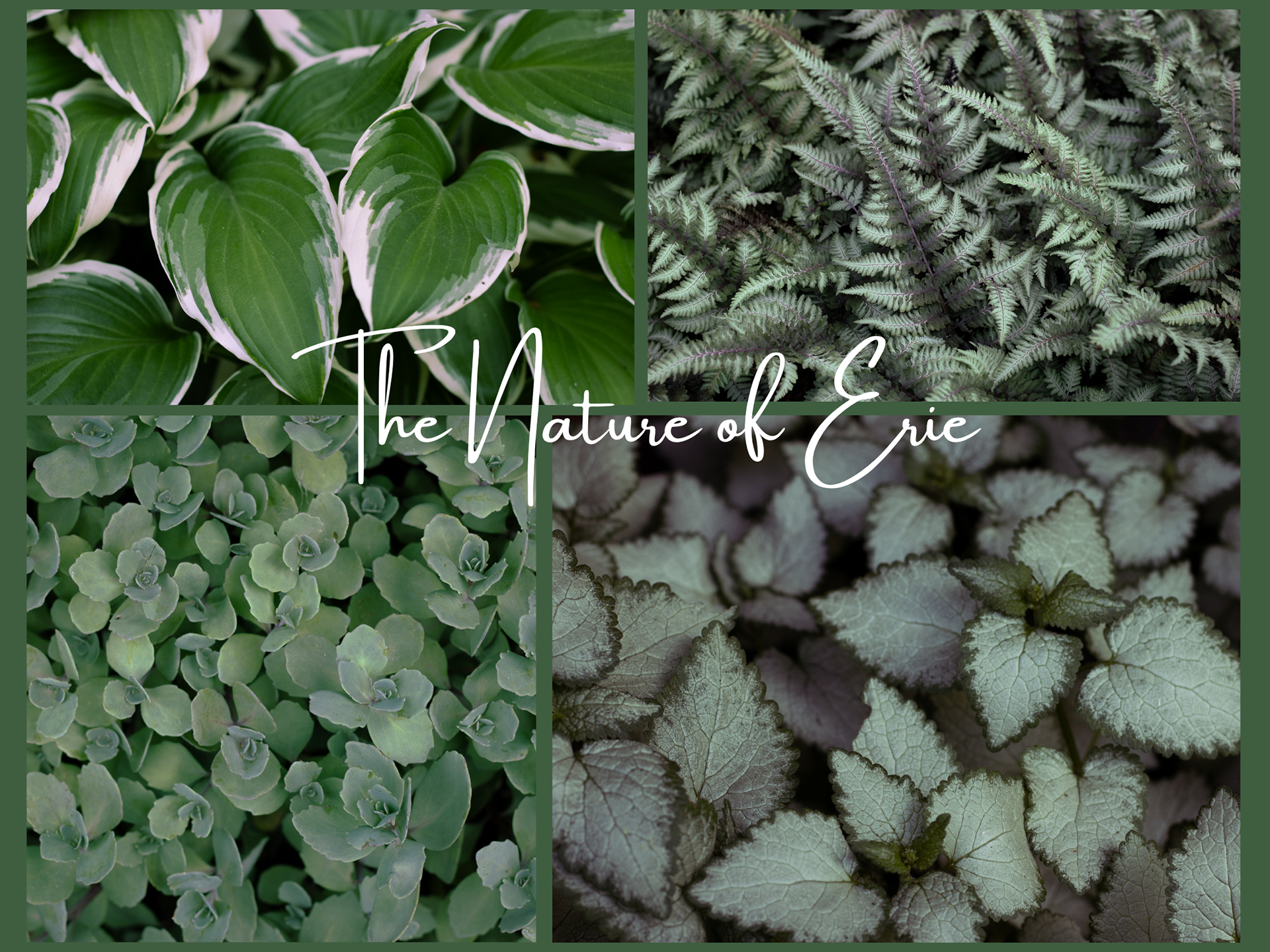 The Nature of Erie Collage 1