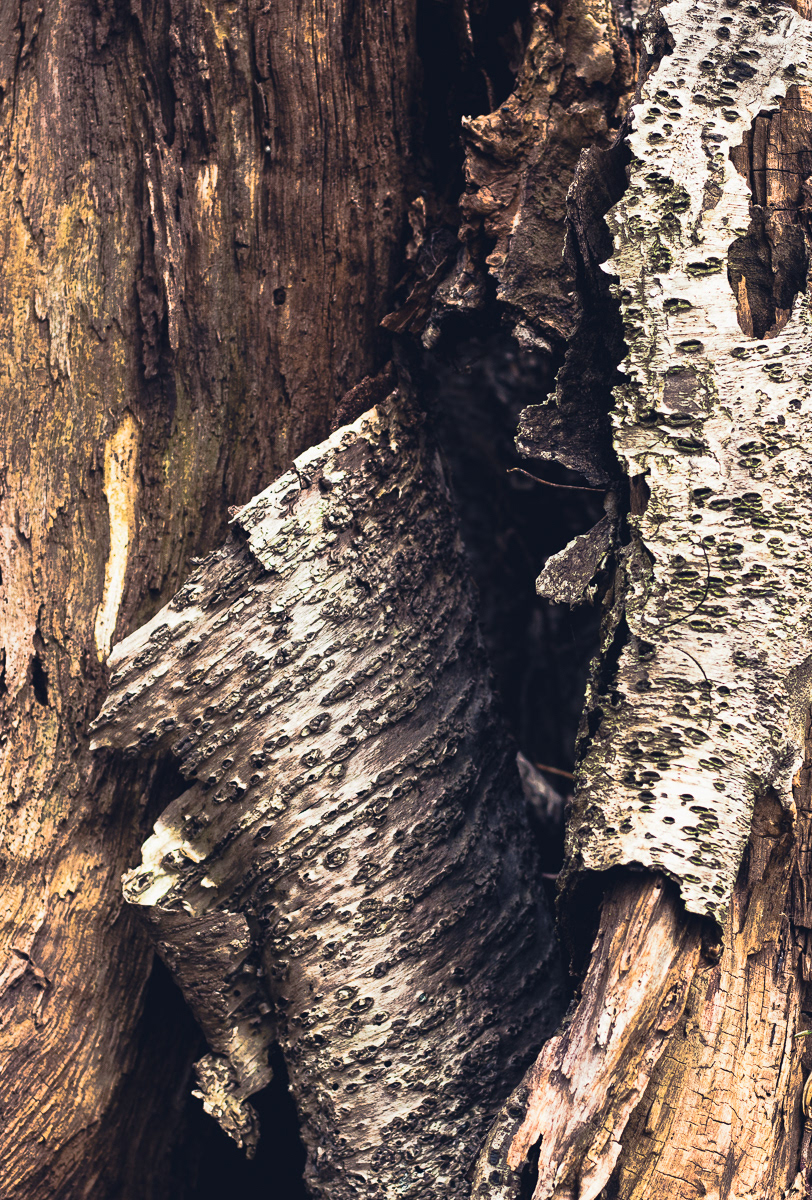 Asbury Woods