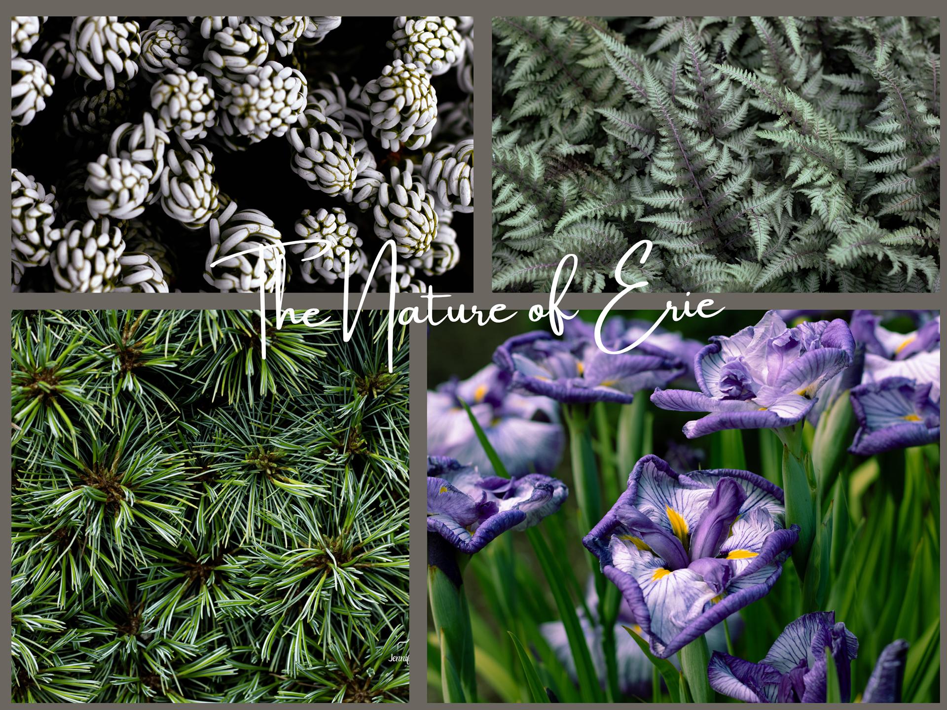 The Nature of Erie Collage 3