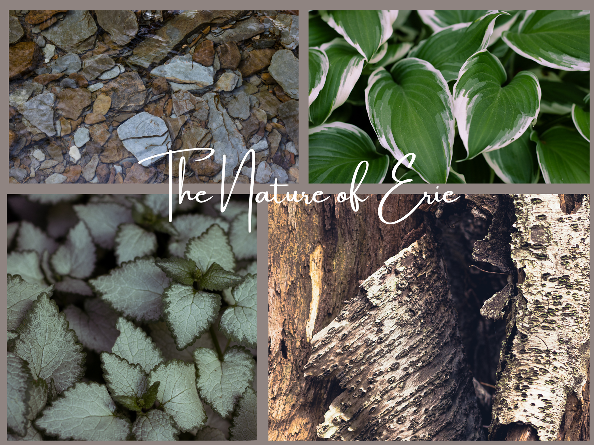 The Nature of Erie Collage 2