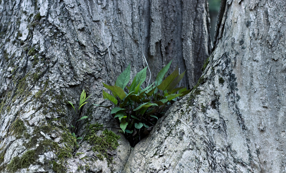 Asbury Woods