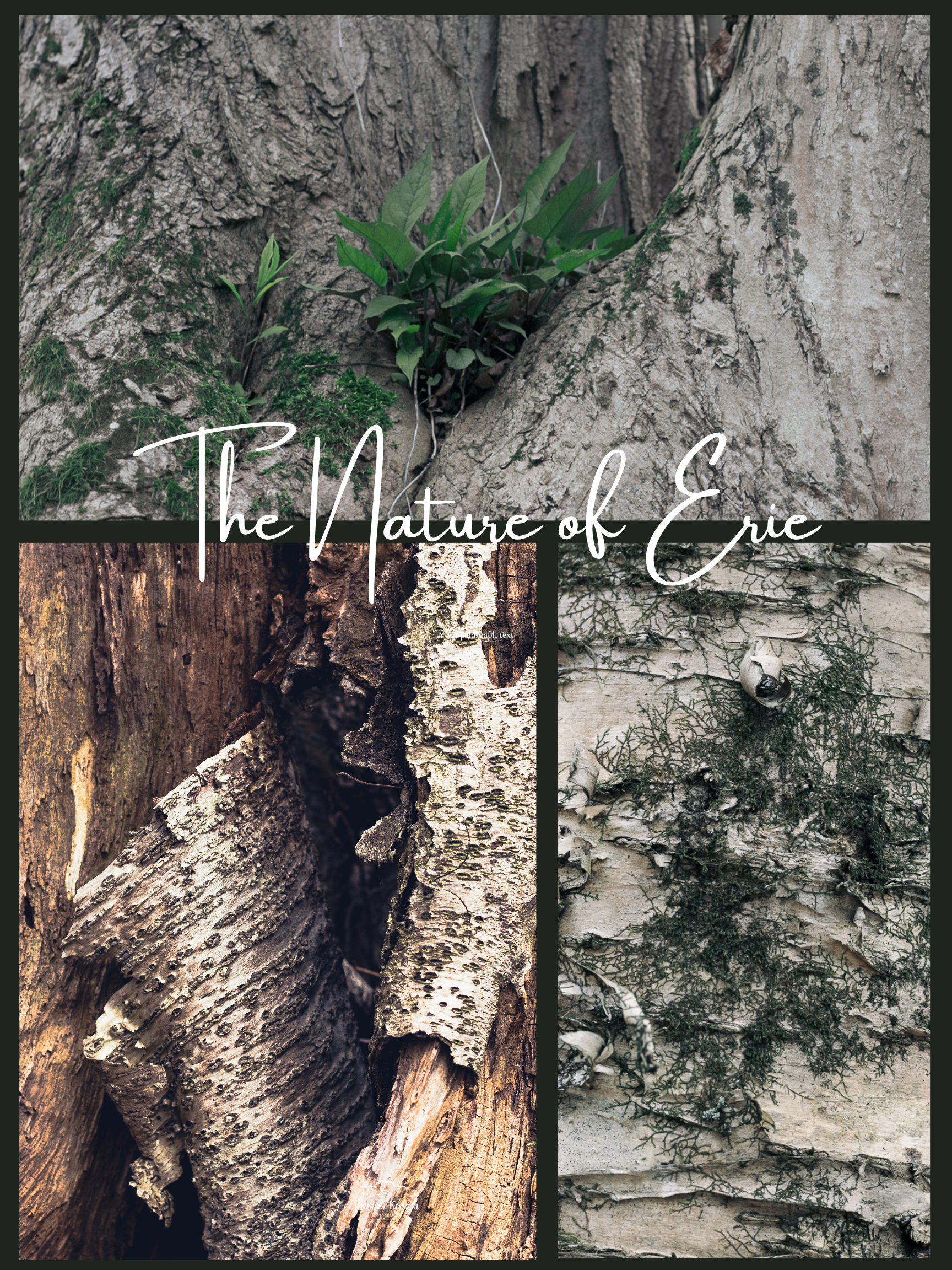 The Nature of Erie Collage 5