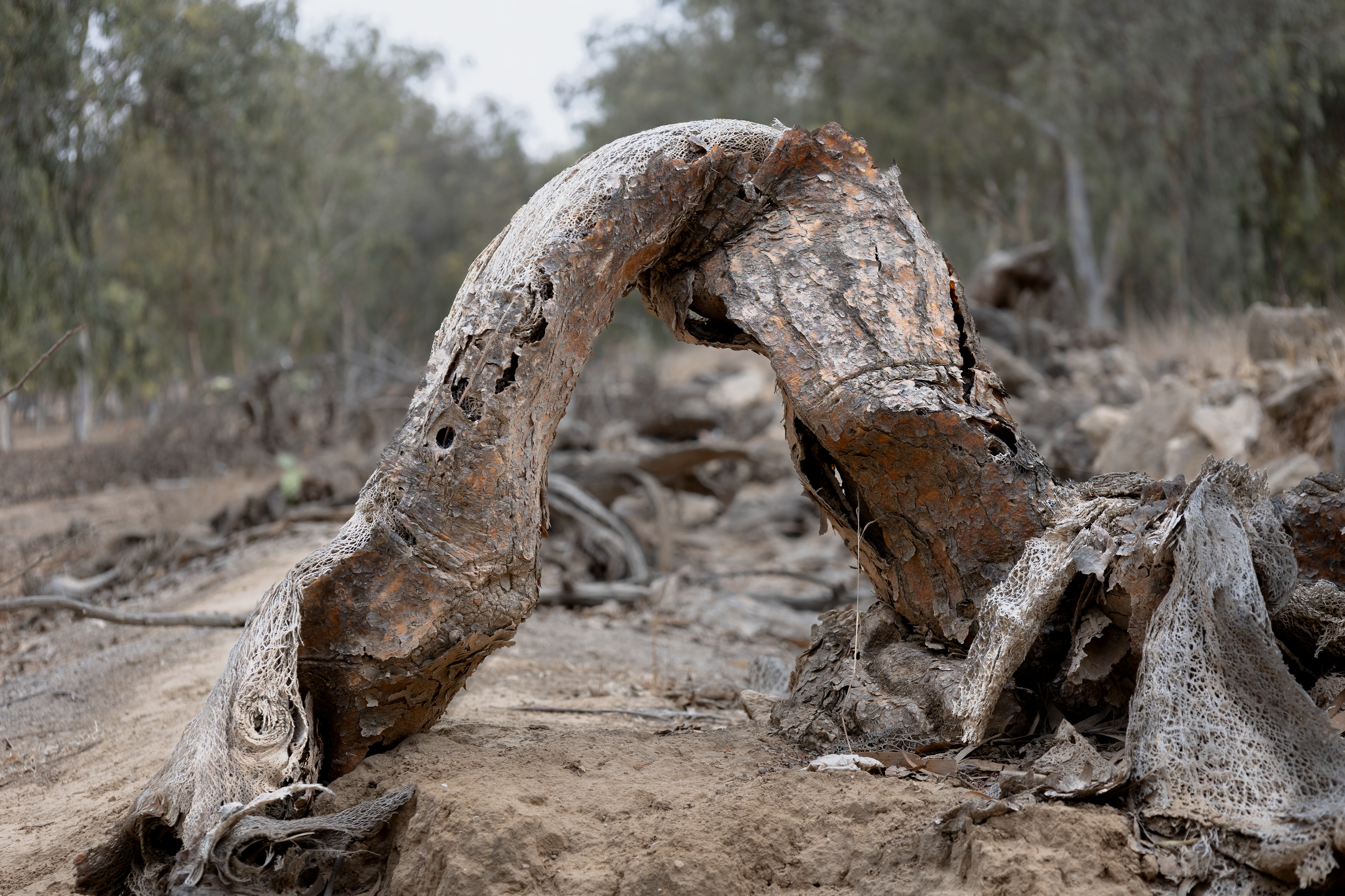 A tree burned by the attacks at the Nova festival site near Re’im.
