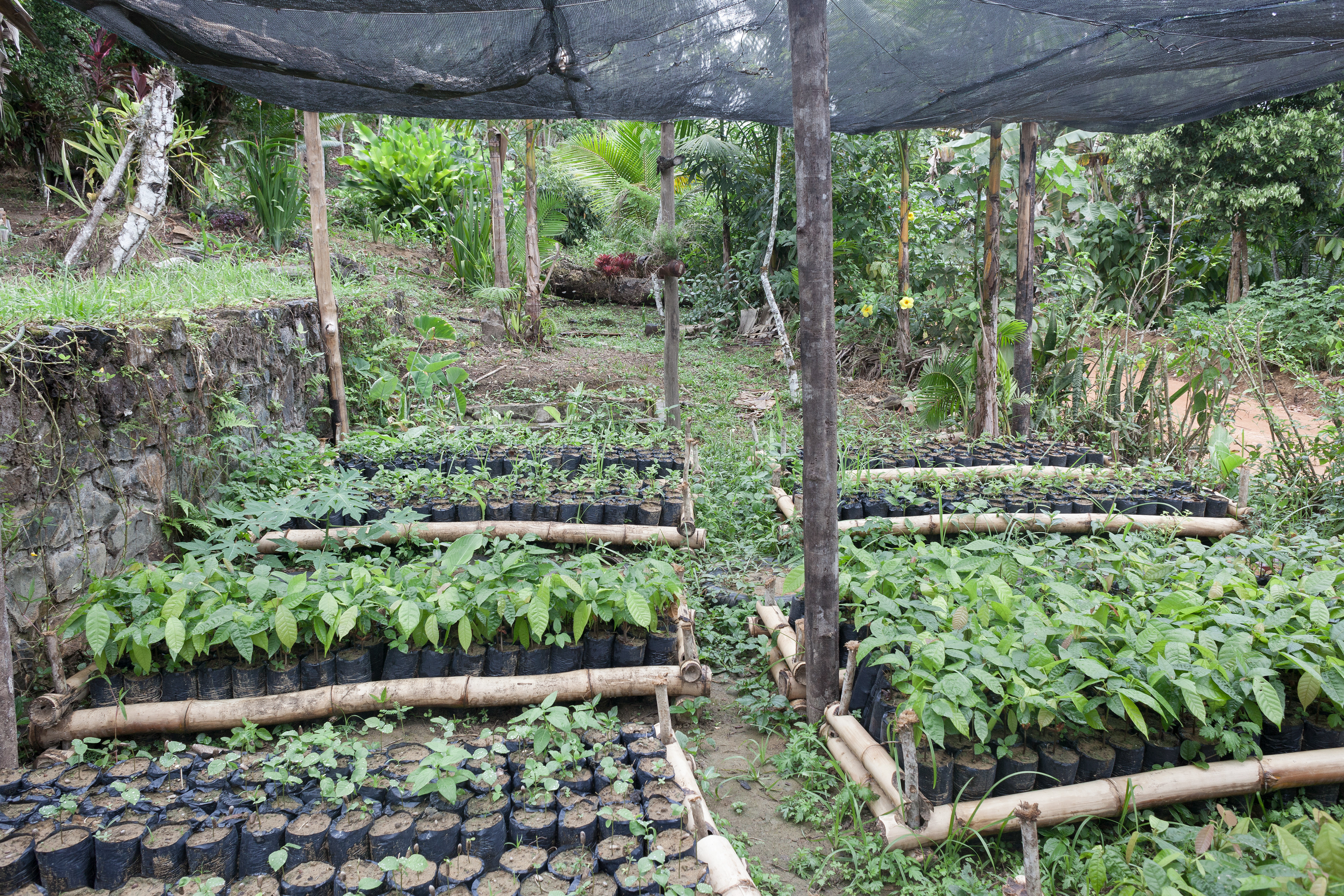 The "Organic Garden" at the Kilombo Tenondé