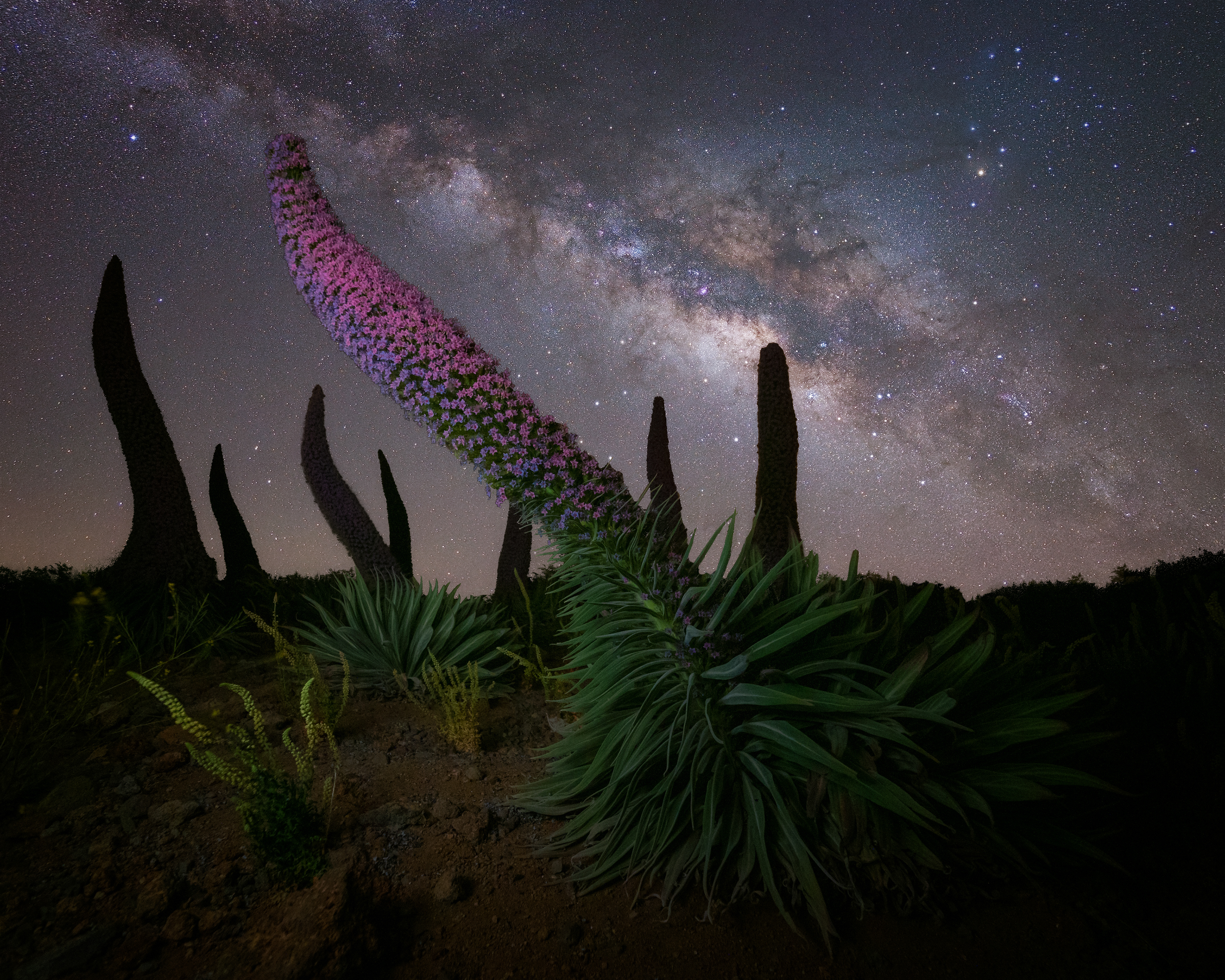 LA PALMA