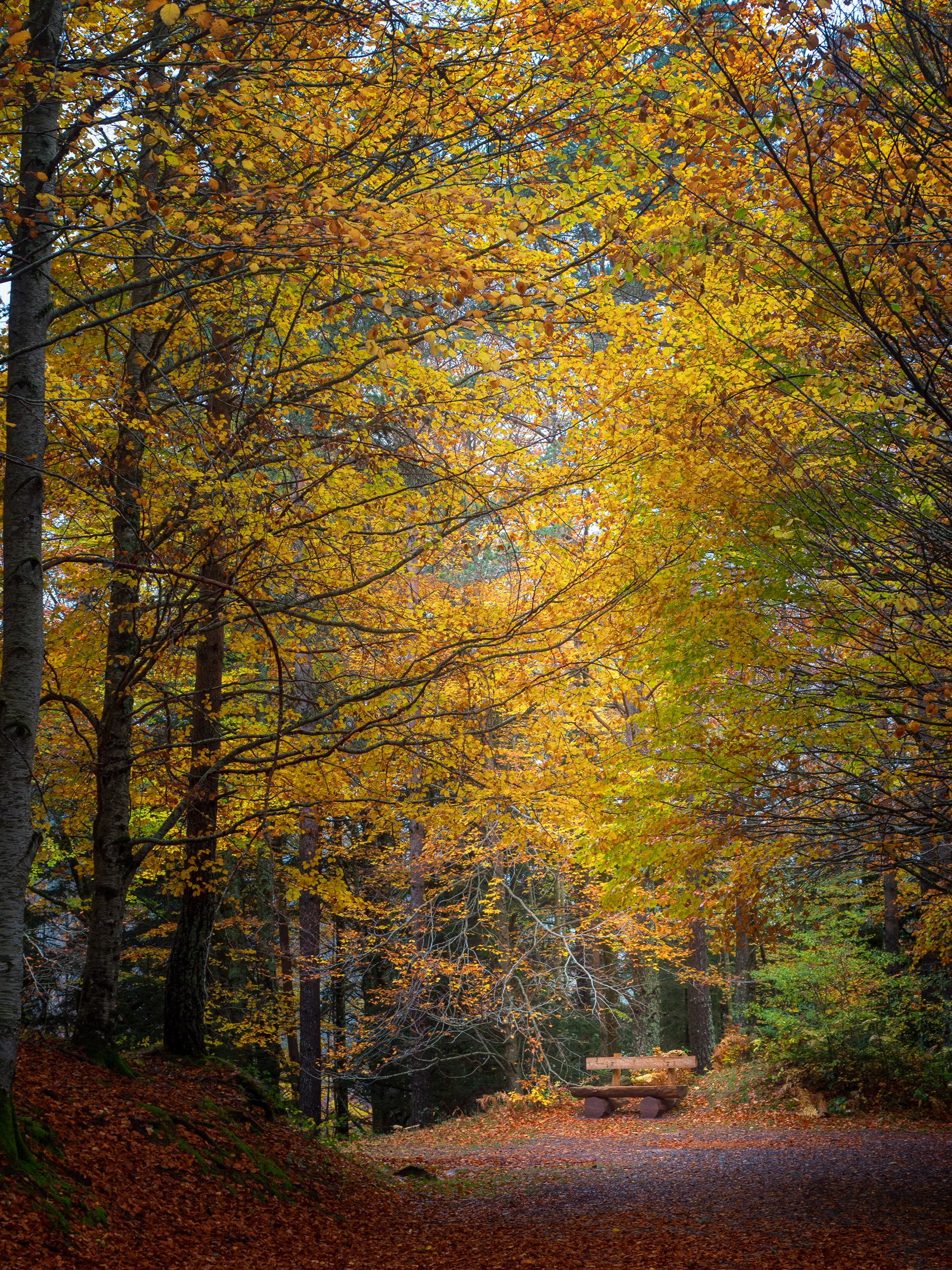 Selva de Oza, Aragón