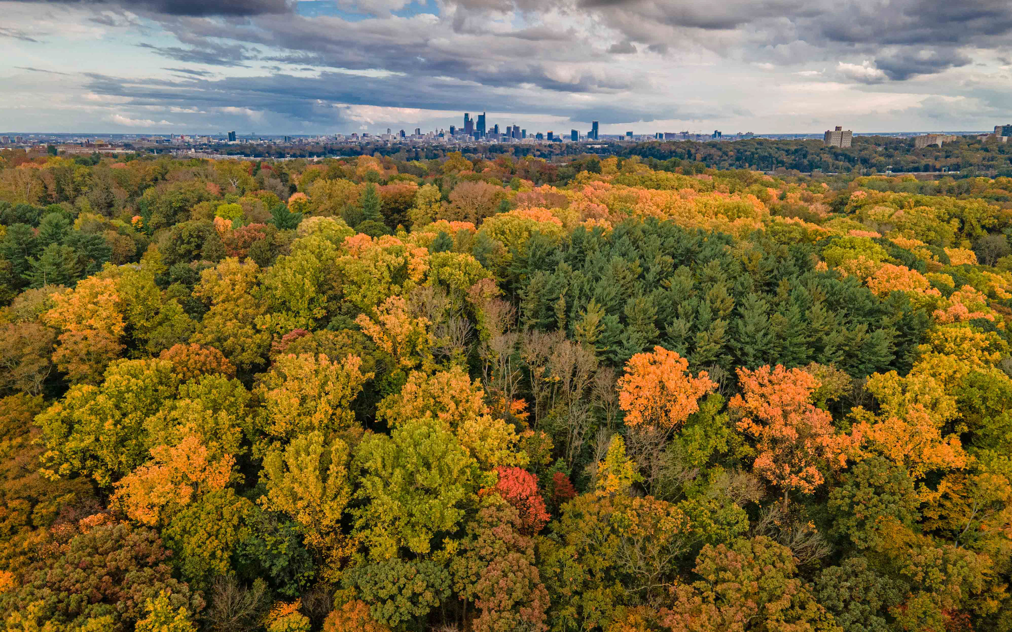 Foliage in Philadelphia
