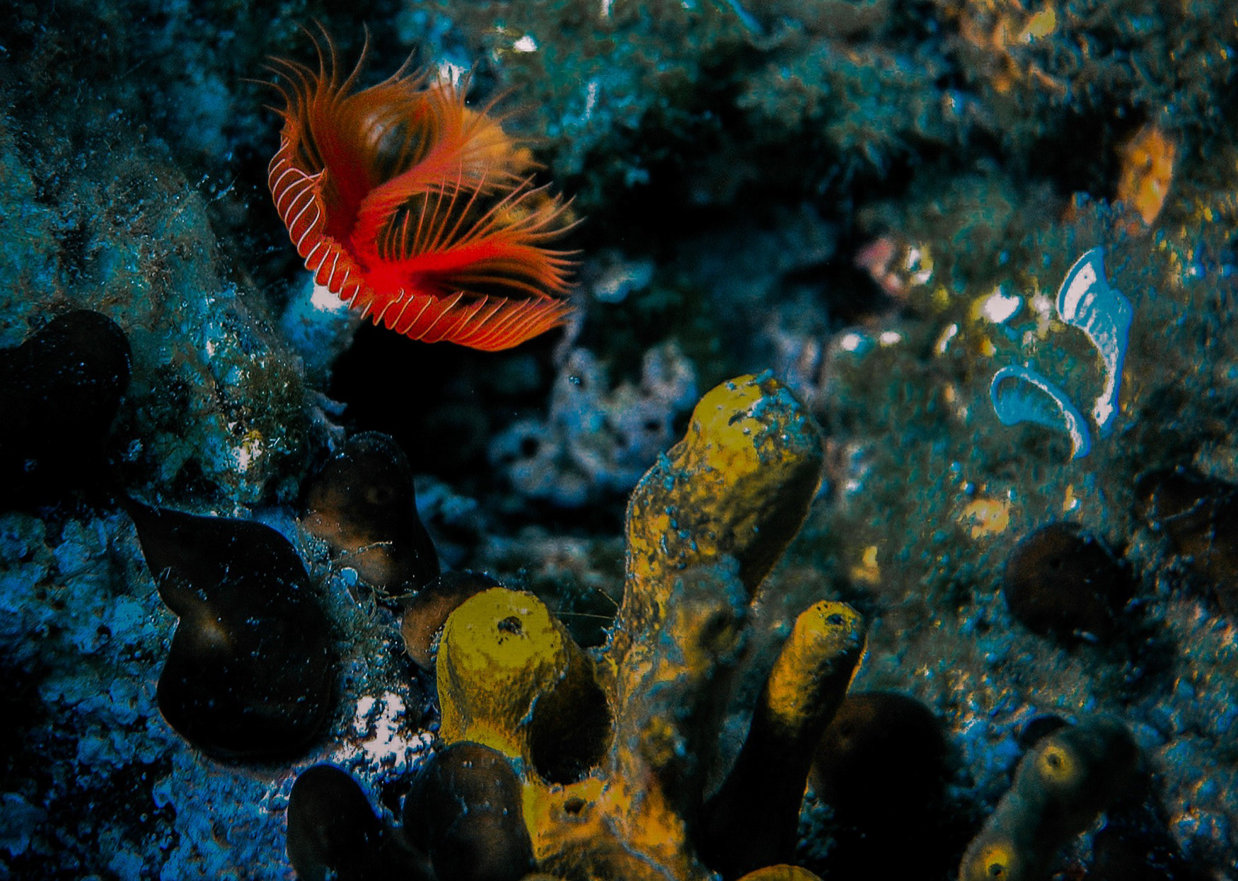 Protula Tubularia, Ayvalık