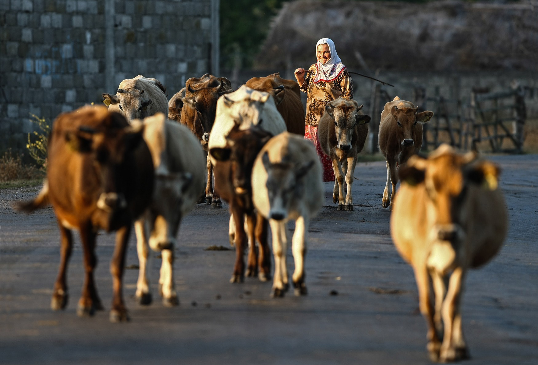Yeşilırmak'ta bir kadın çoban ve hayvanları, Samsun, 2007