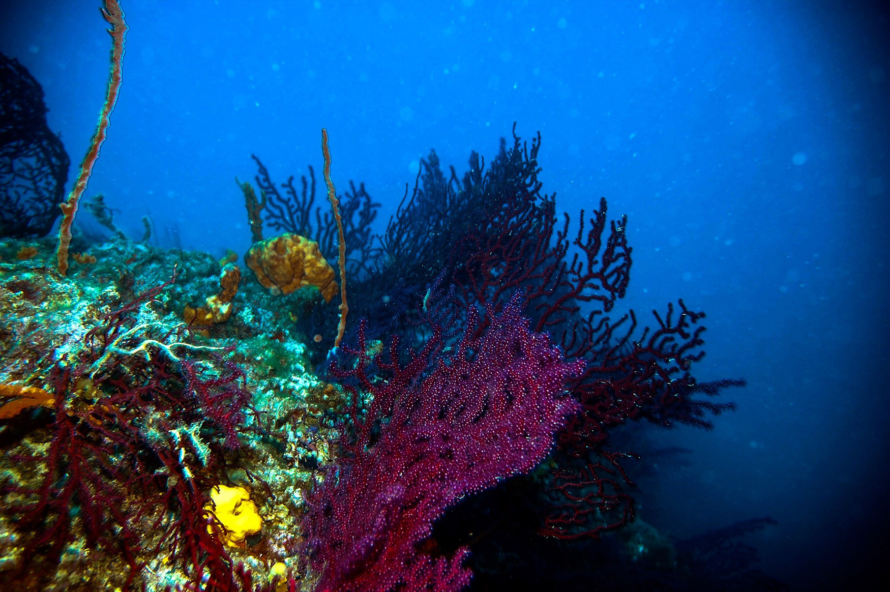 Red Coral (corallium rubrum), Ayvalık