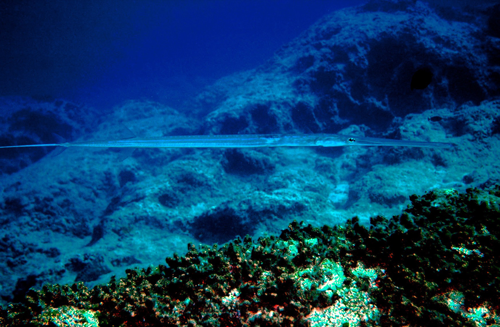 Longspine Snipeship (macroramphosus scolopax), Antalya