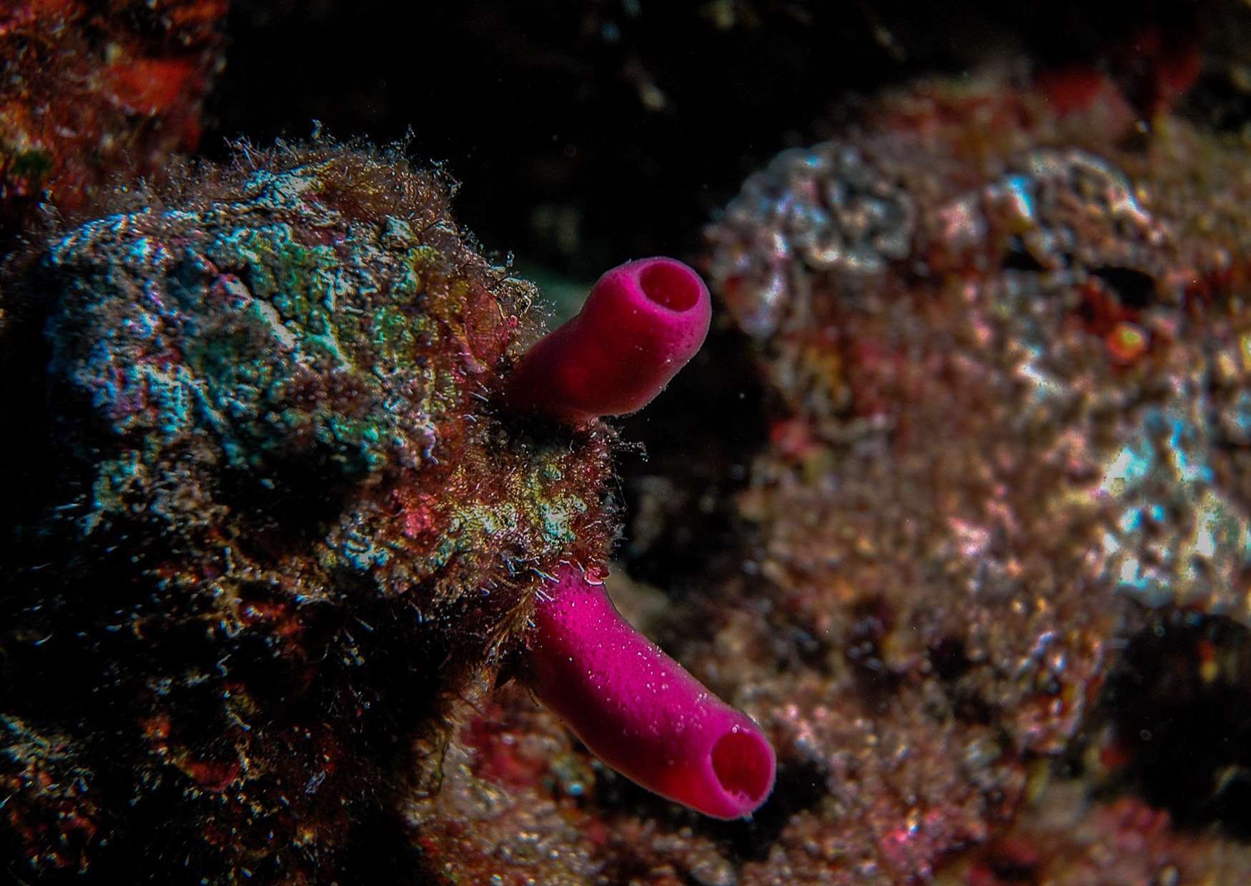 Pink Tube Sponge (Haliclona Mediterranea), Antalya