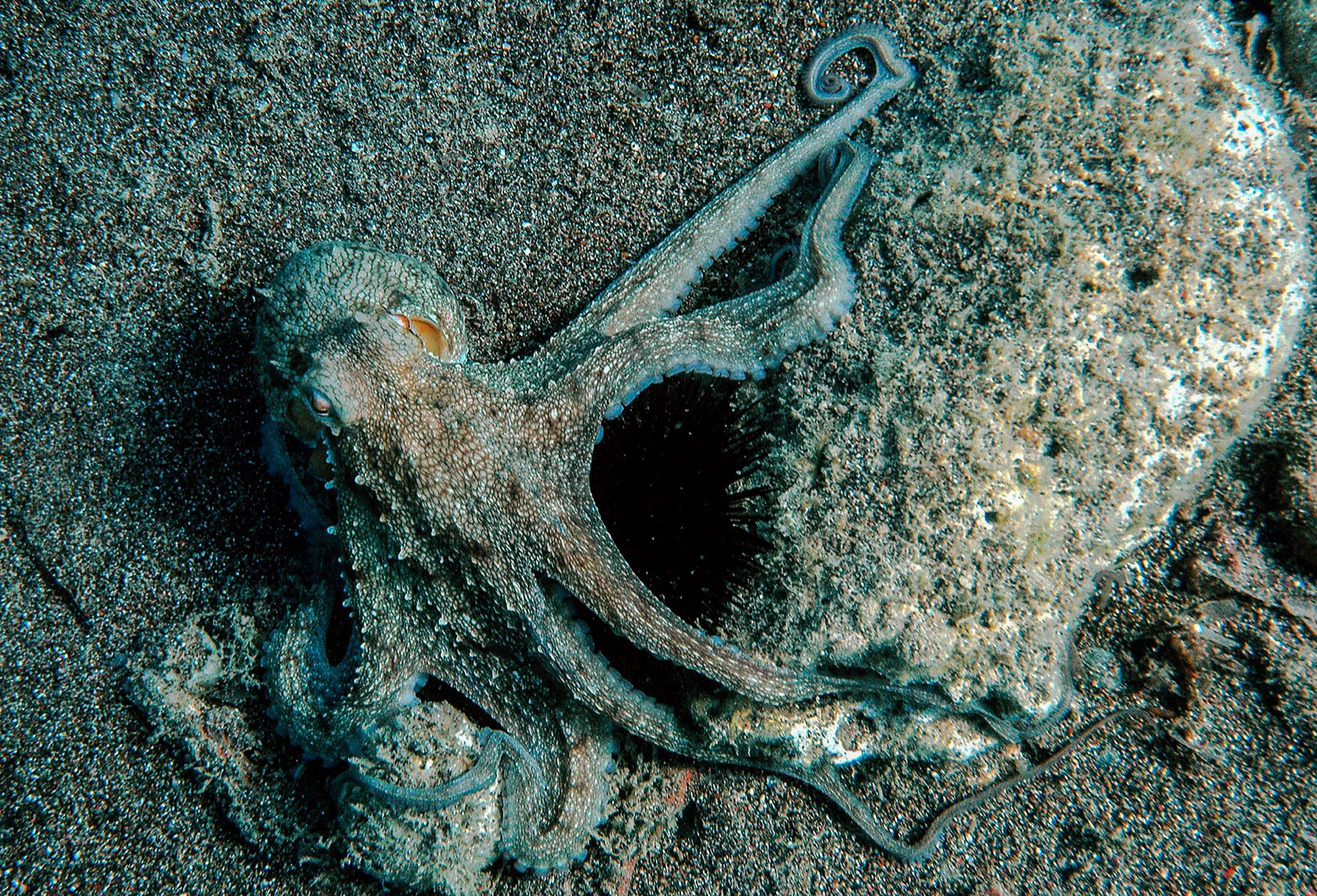 Octopus(Octopoda), Çeşme