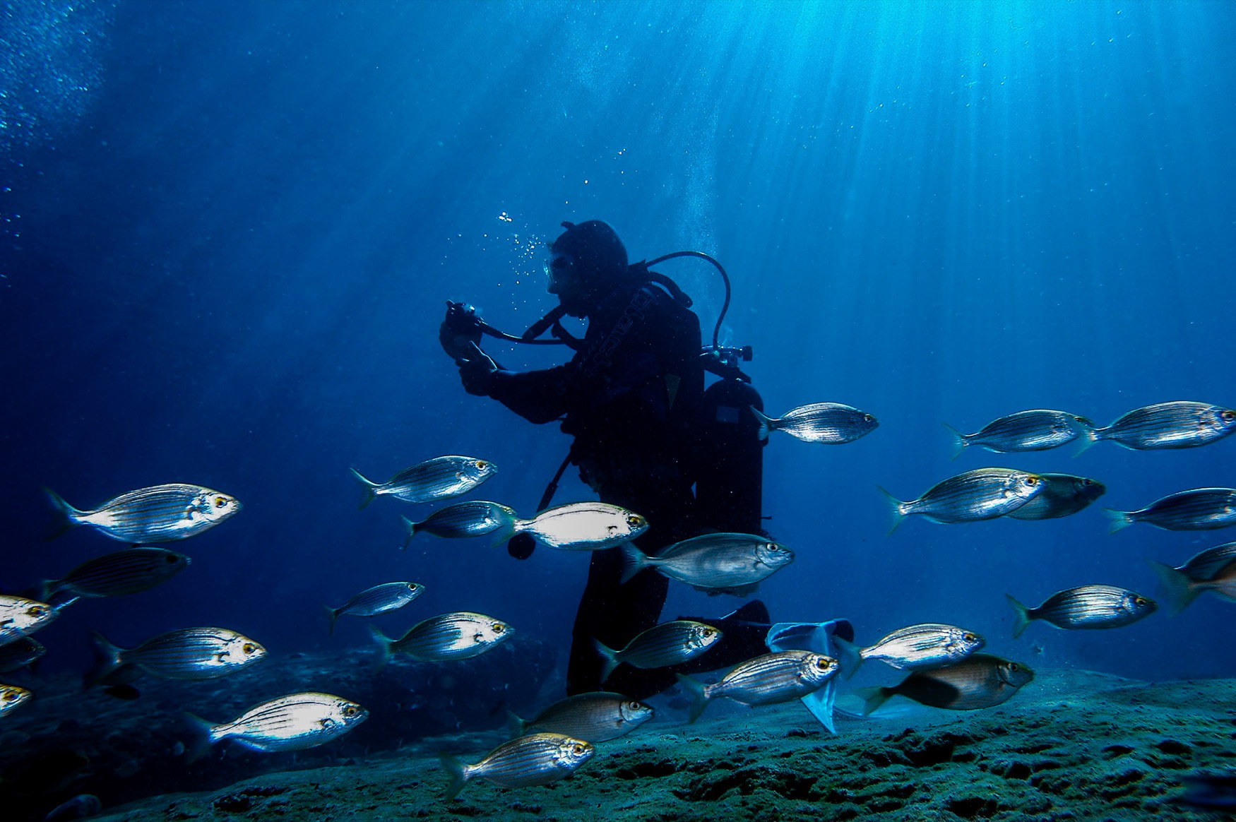 Sarpa salpa fish, Fethiye, Muğla