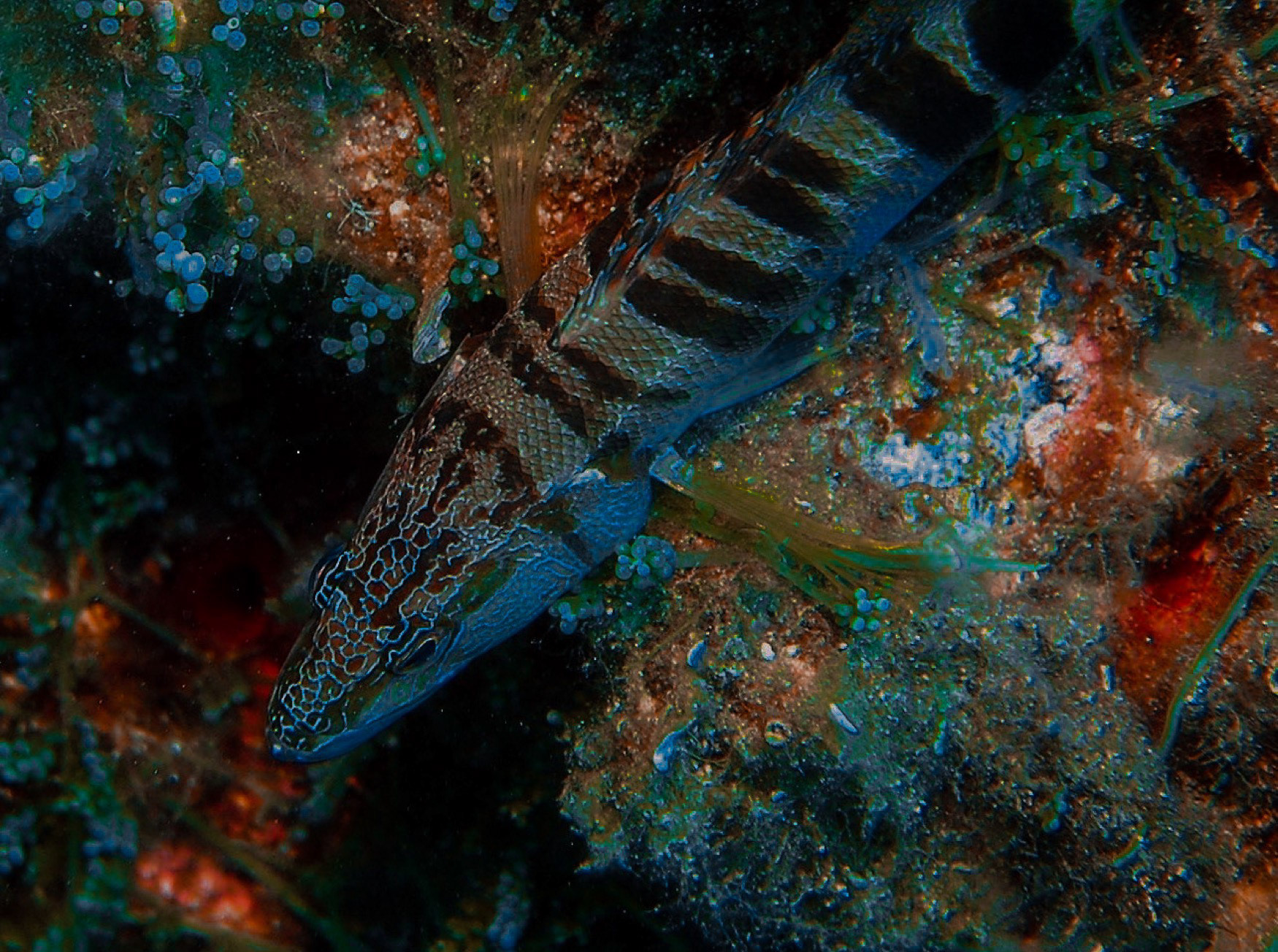 Grouper (Serranus Hepatus), Foça