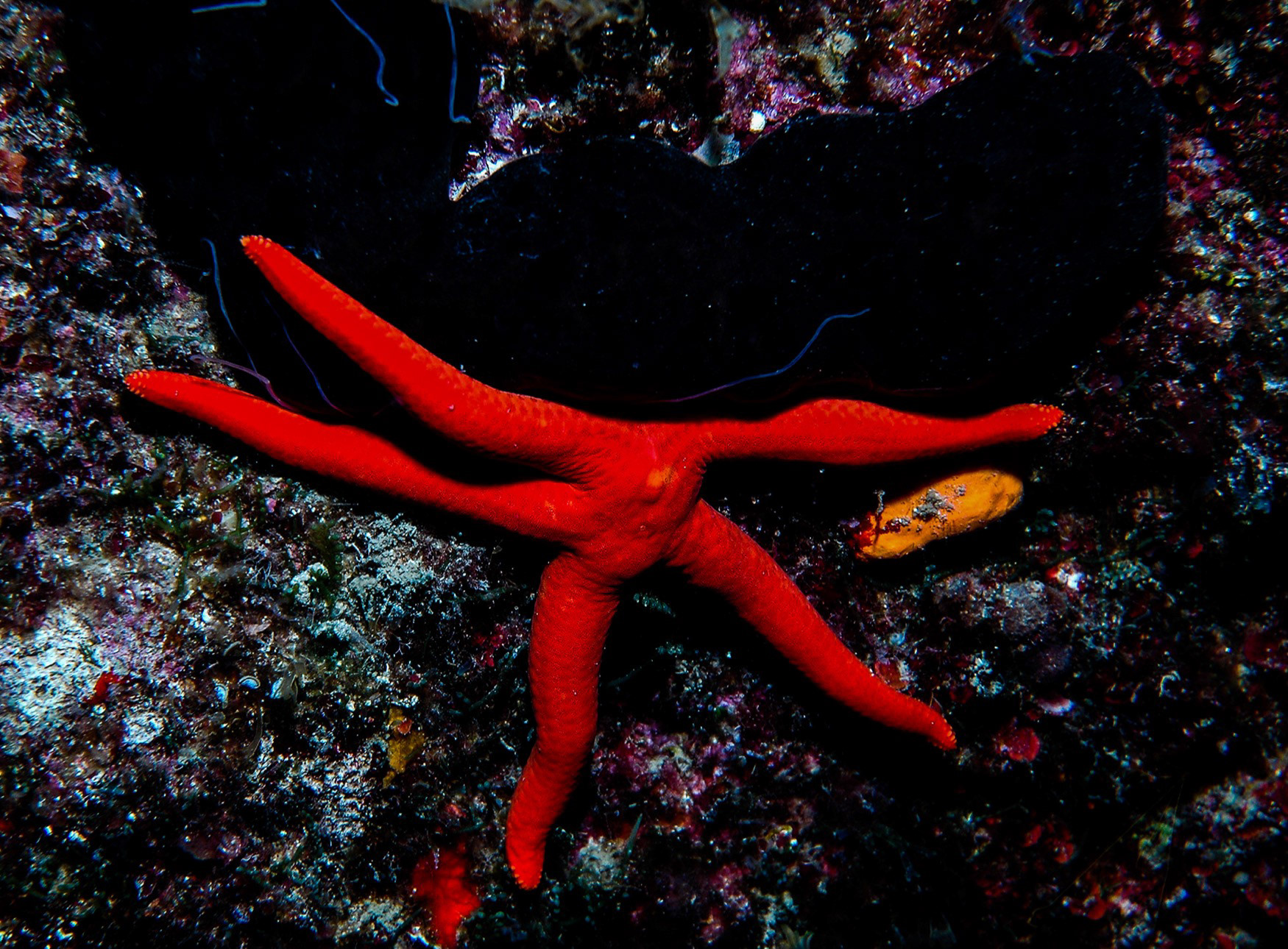 Starfish (Echinaster Sepositus), Didim