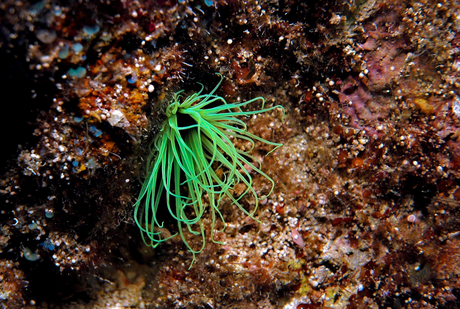 Sea Anemon (Actiniaria), Kaş