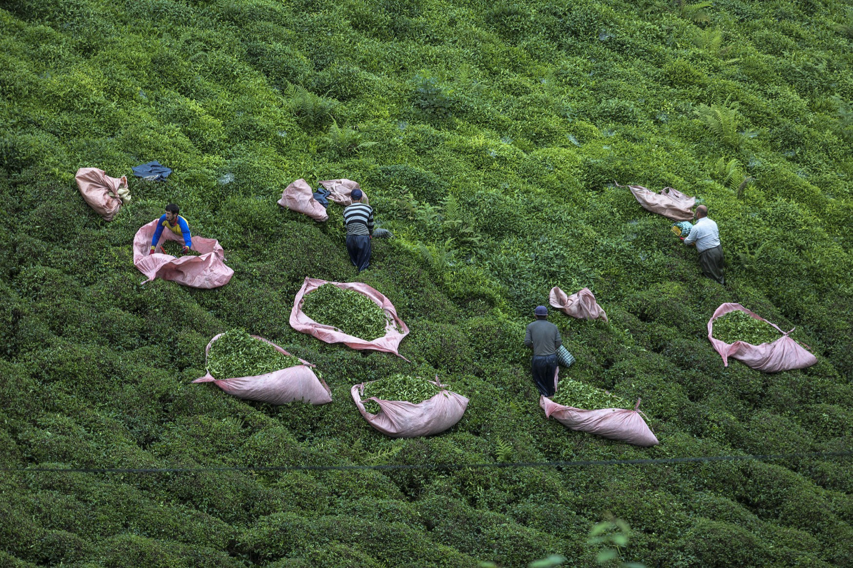 Tea harvesting in Ardeşen, Rize, Blacksea, 2016