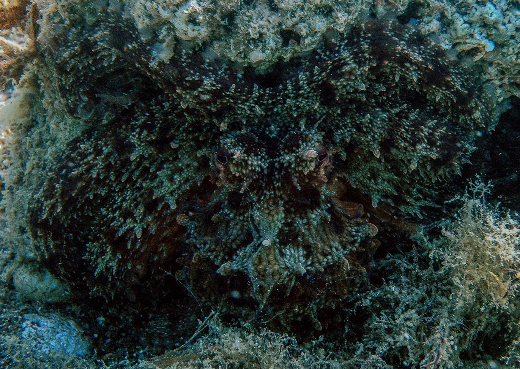 Octopus (Octopoda), Kızlanaltı, Datça