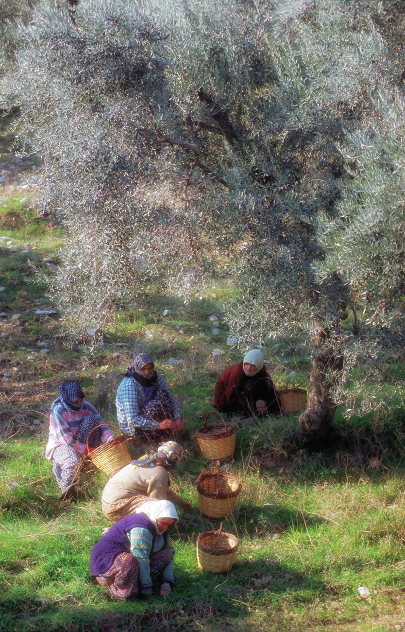Zeytin toplayan kadınlar, Aydın, 1999