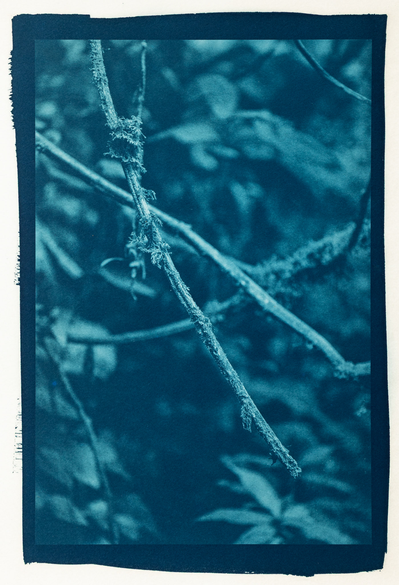 Severed. Botanically Toned Cyanotype, 2025