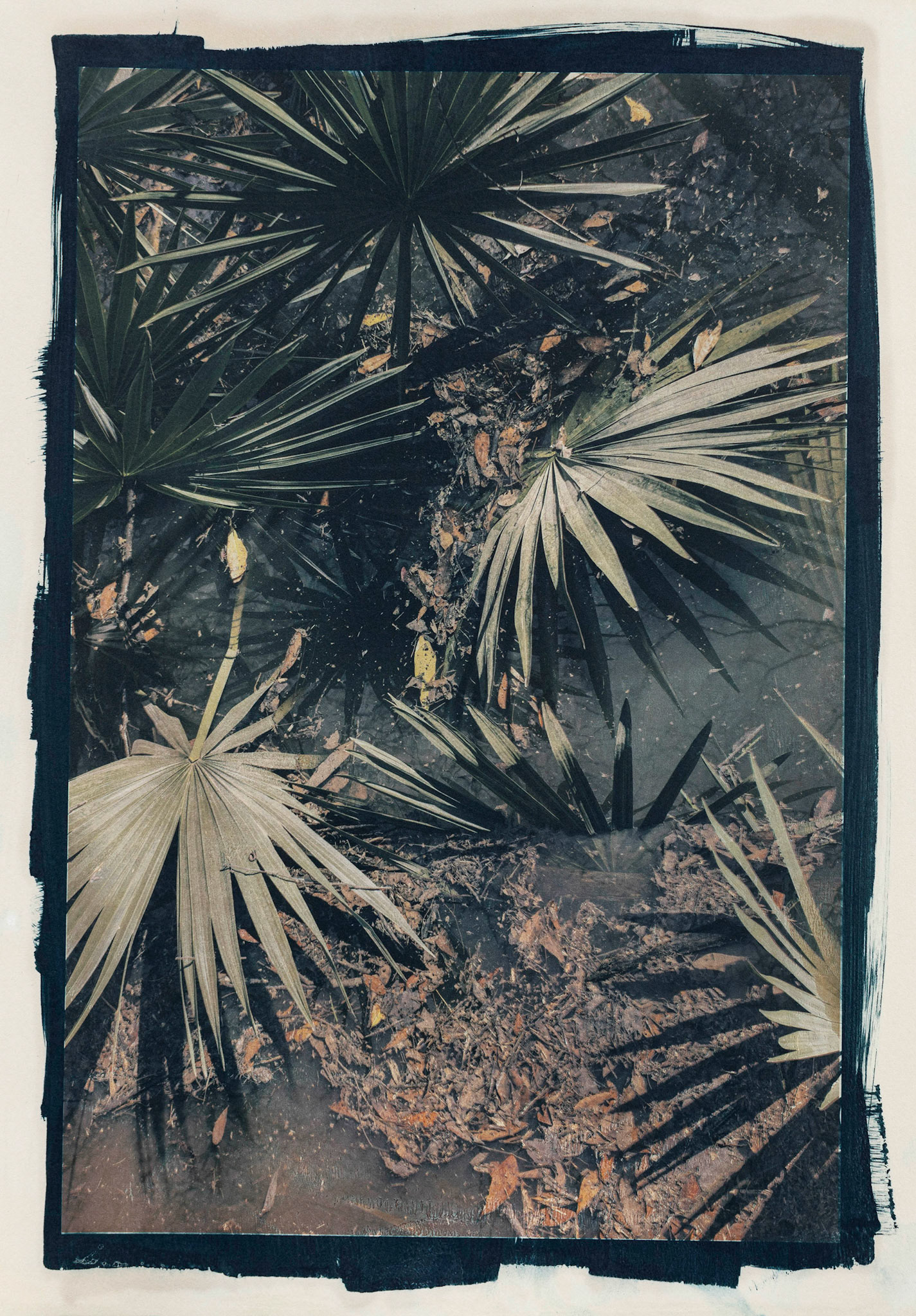 Prostrate, Alcohol Gel Image Transfer over Botanically Toned Cyanotype, 2023