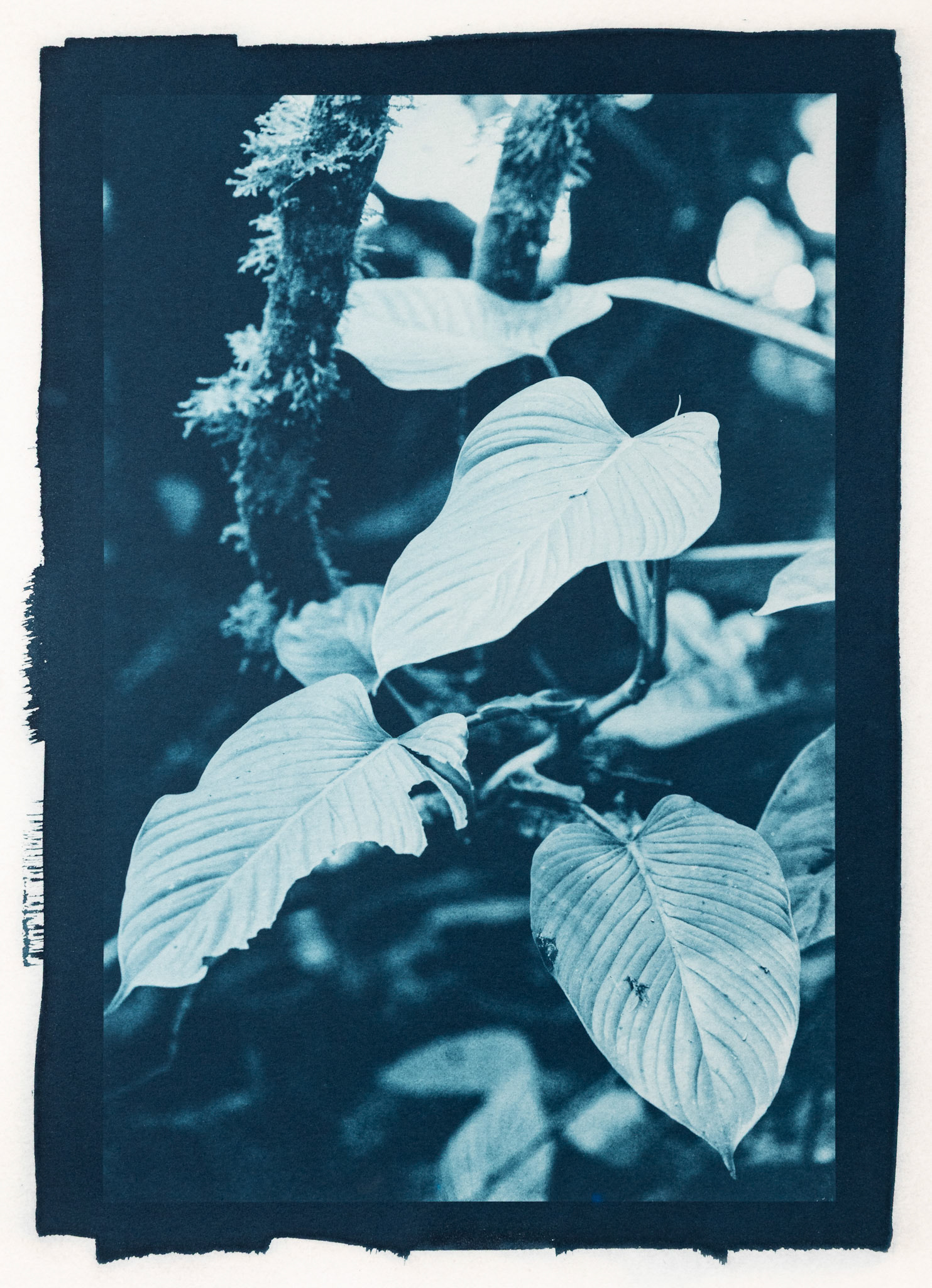 Spiral. Botanically Toned Cyanotype, 2025
