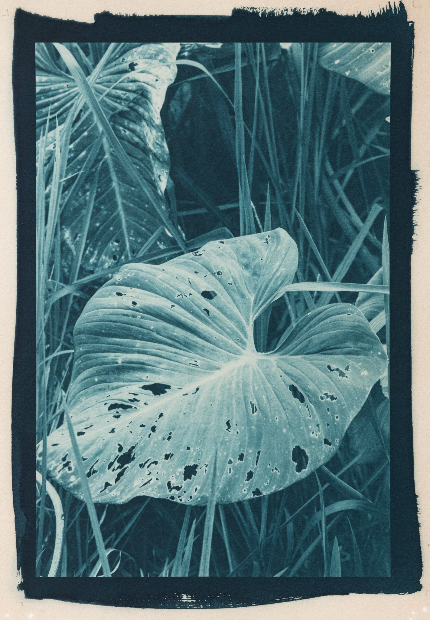 Vibrant. Botanically Toned Cyanotype, 2025
