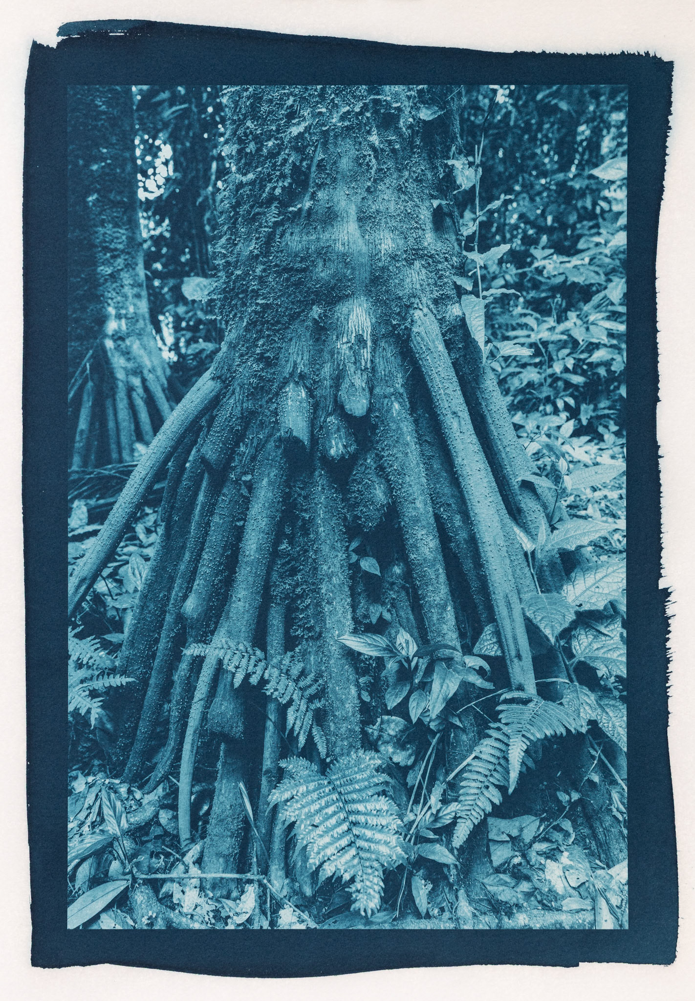 Anchored. Botanically Toned Cyanotype, 2025
