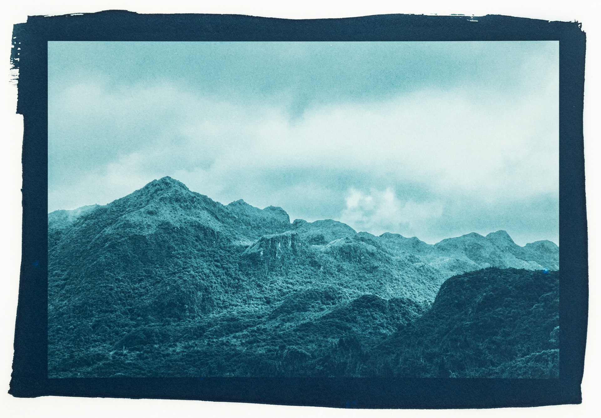 Paramo. Botanically Toned Cyanotype, 2025