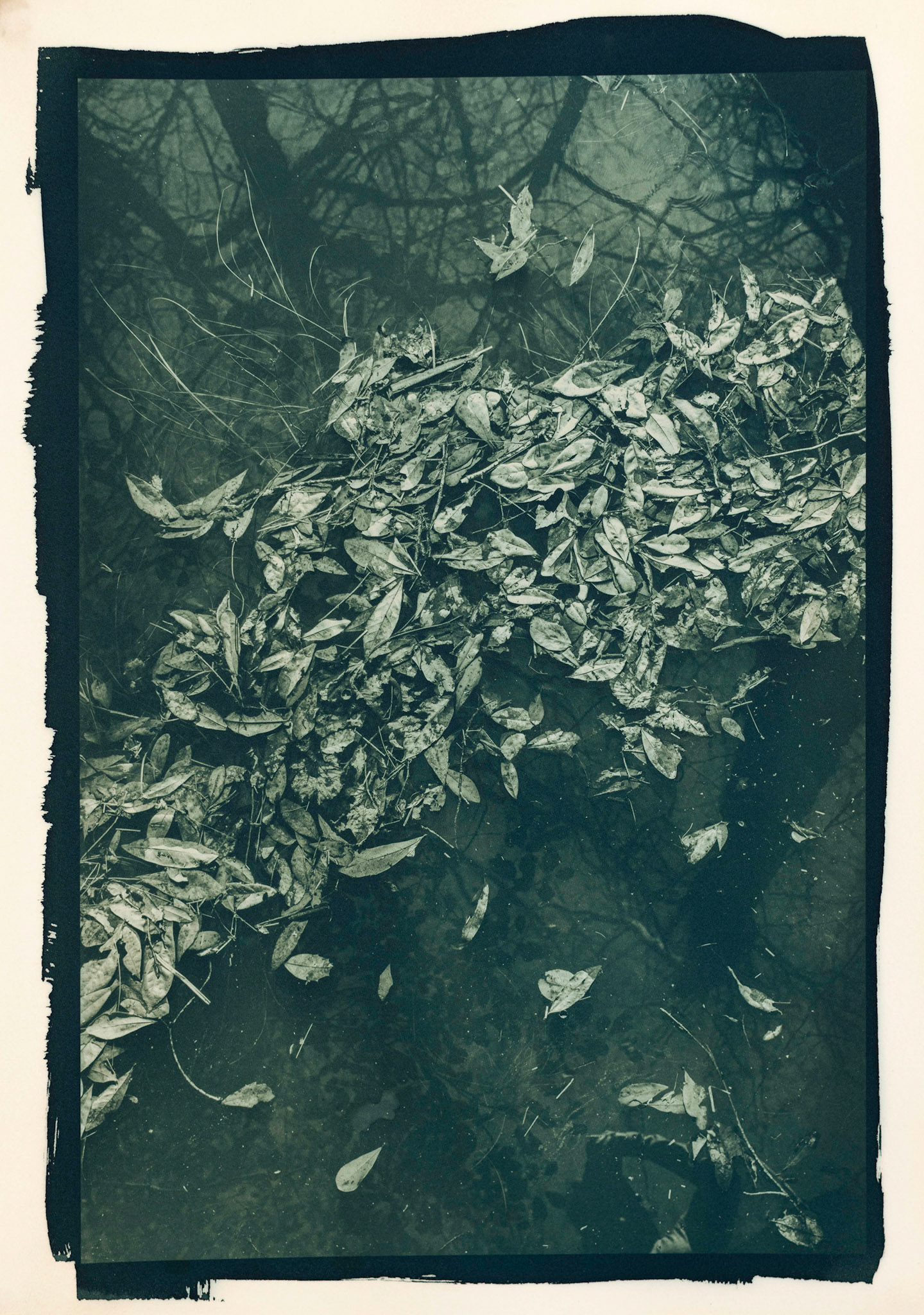 Temporal. Botanically Toned Cyanotype, 2023