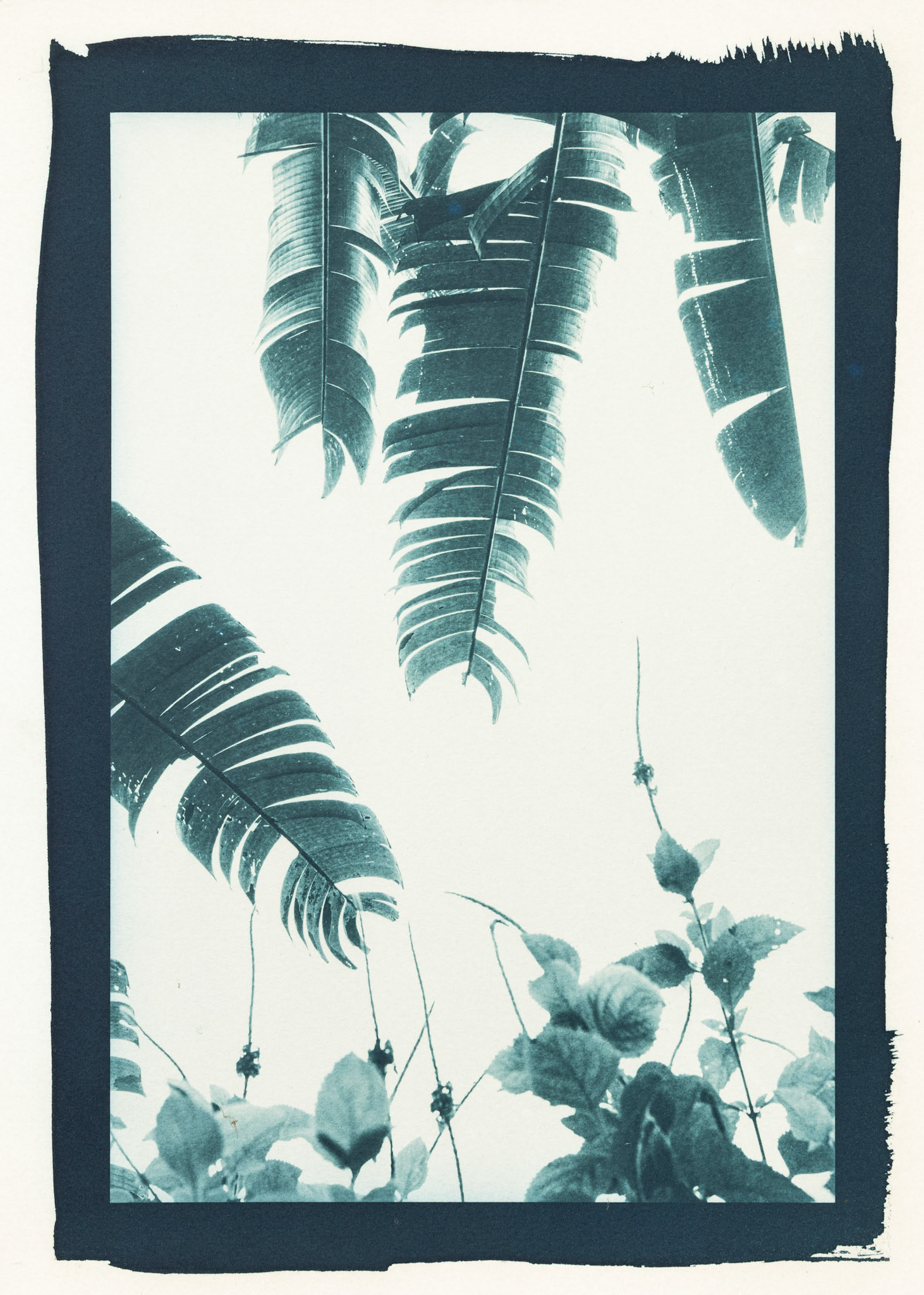 Breach. Botanically Toned Cyanotype, 2025