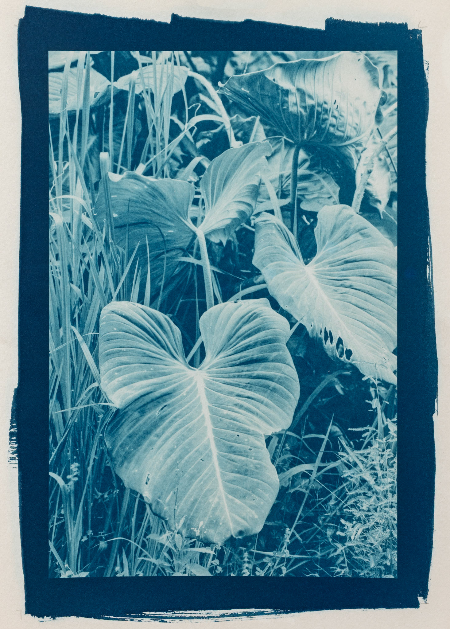 Sprawl. Botanically Toned Cyanotype, 2025