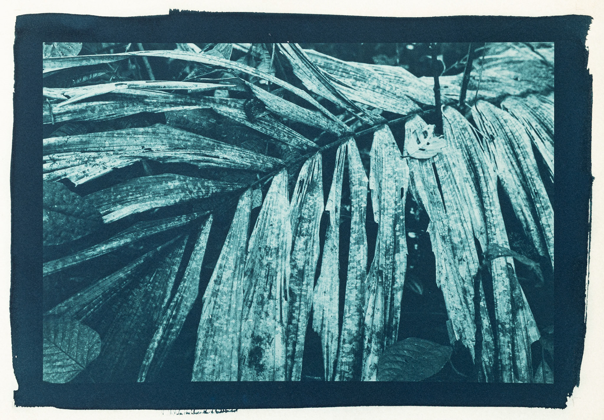 Litter. Botanically Toned Cyanotype, 2025