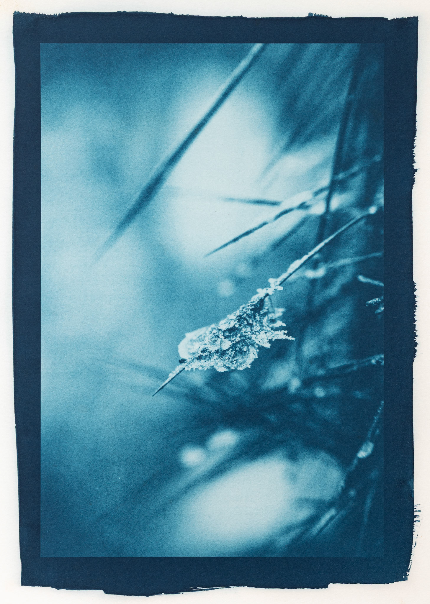Armed. Botanically Toned Cyanotype, 2025