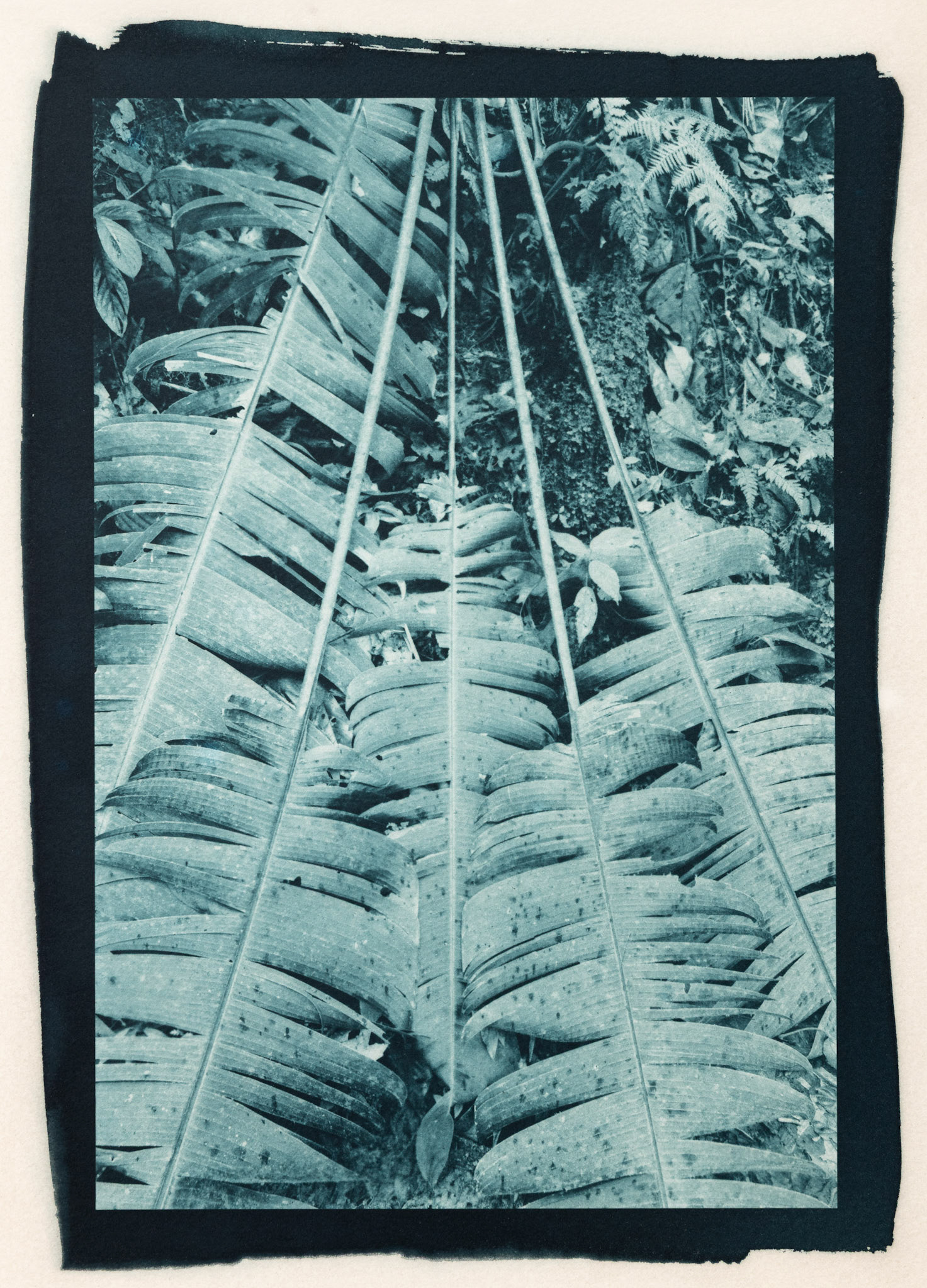 Fallen. Botanically Toned Cyanotype, 2025