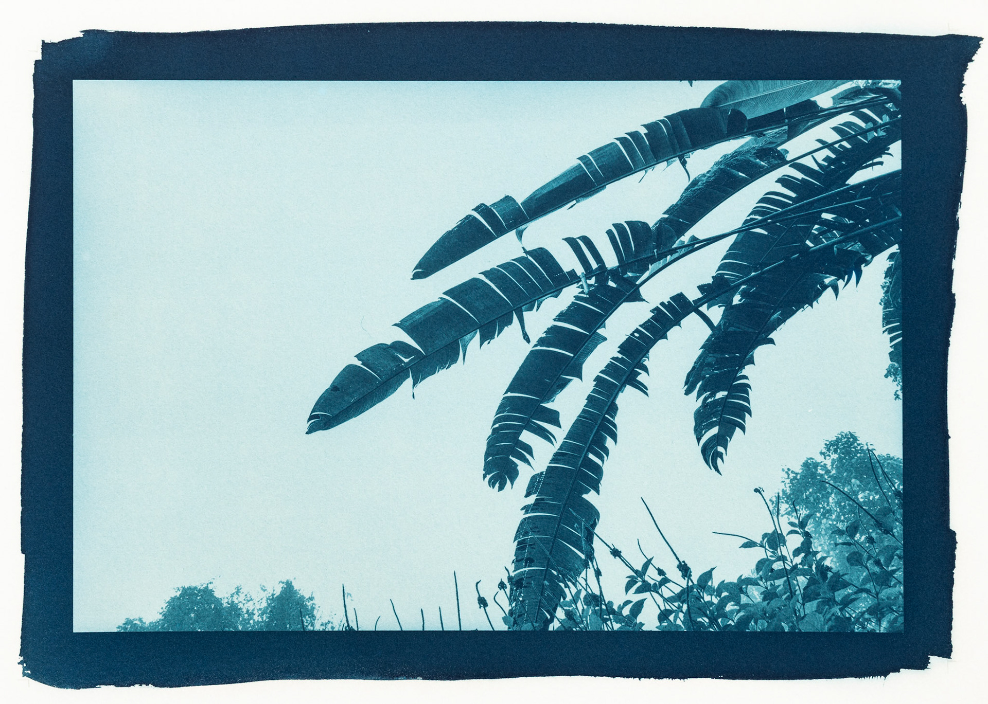 Sway. Botanically Toned Cyanotype, 2025