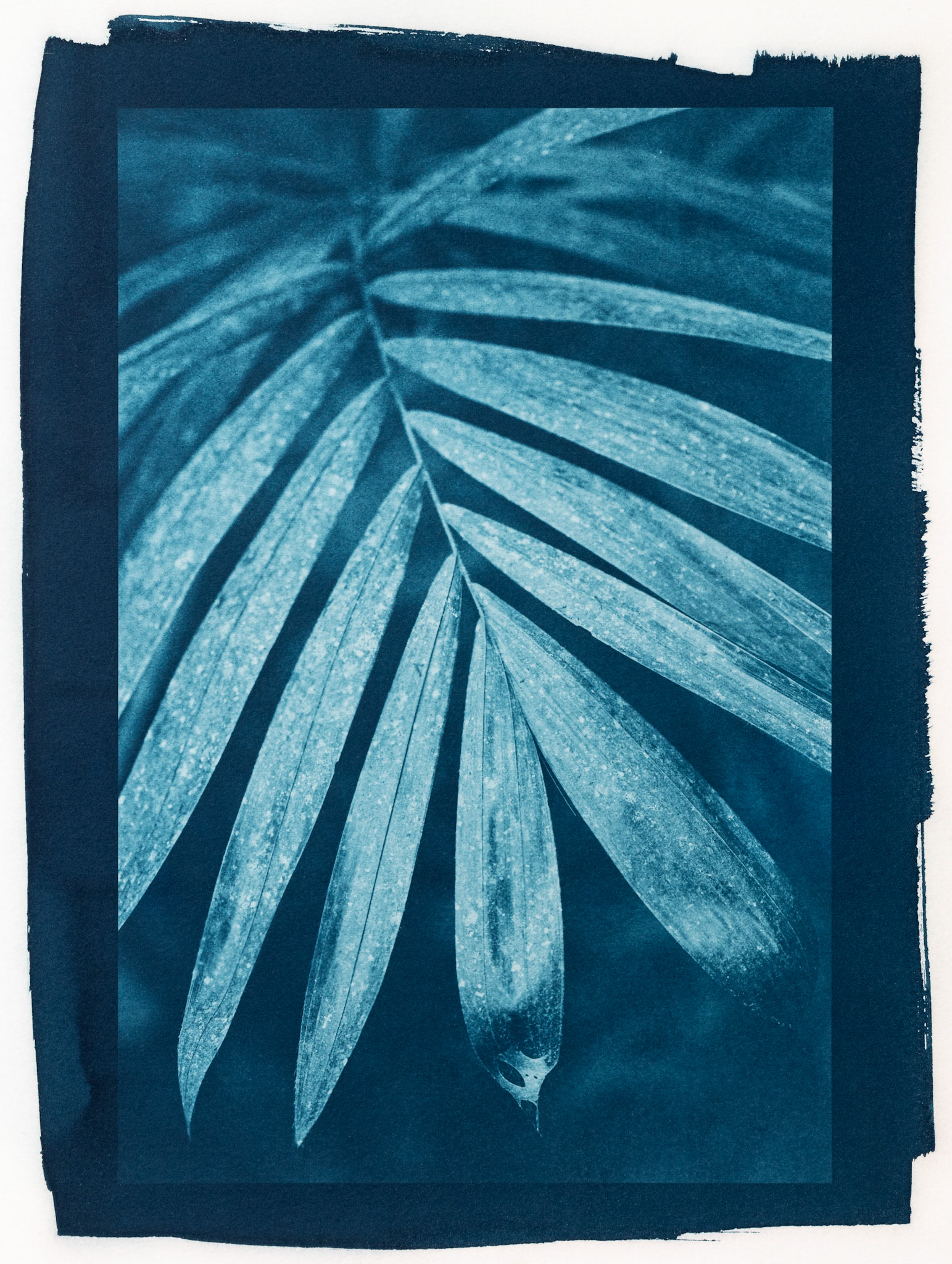 Scaffold. Botanically Toned Cyanotype, 2025