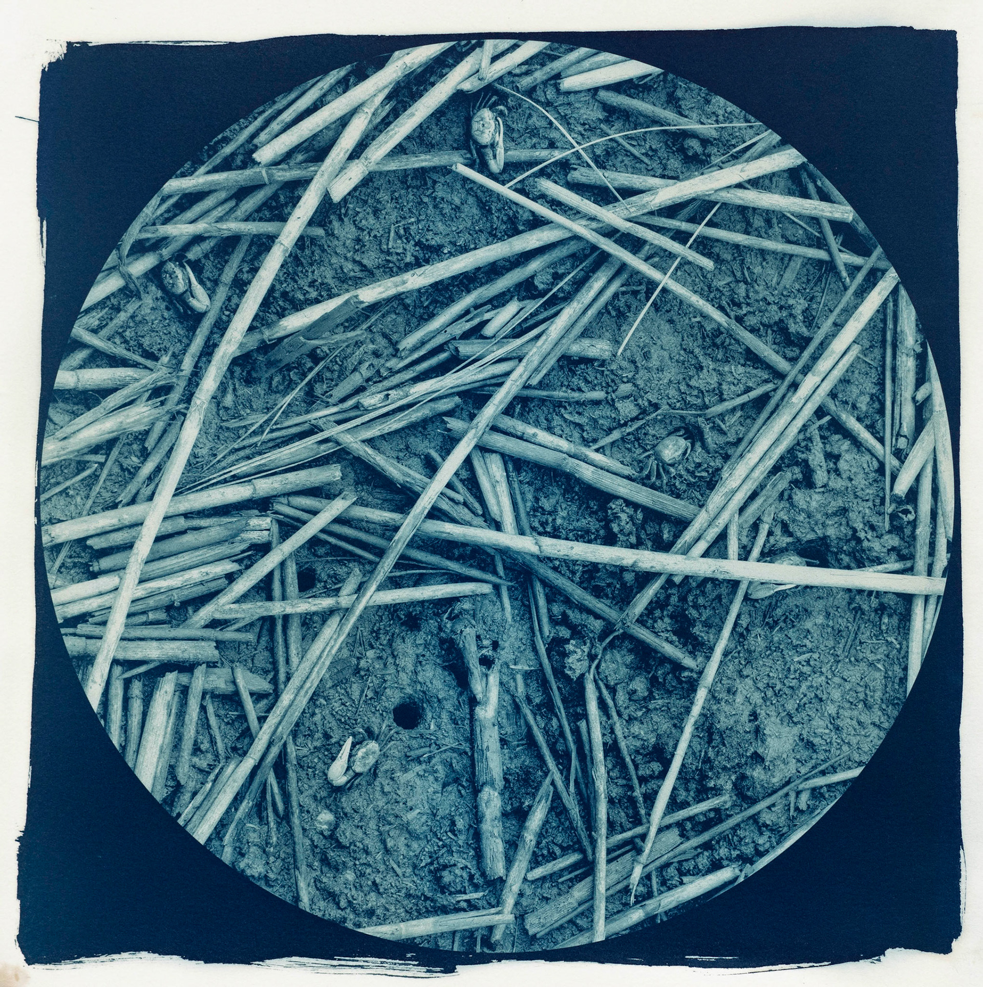 Conspicuous Inhabitants, Botanically Toned Cyanotype, 2023
